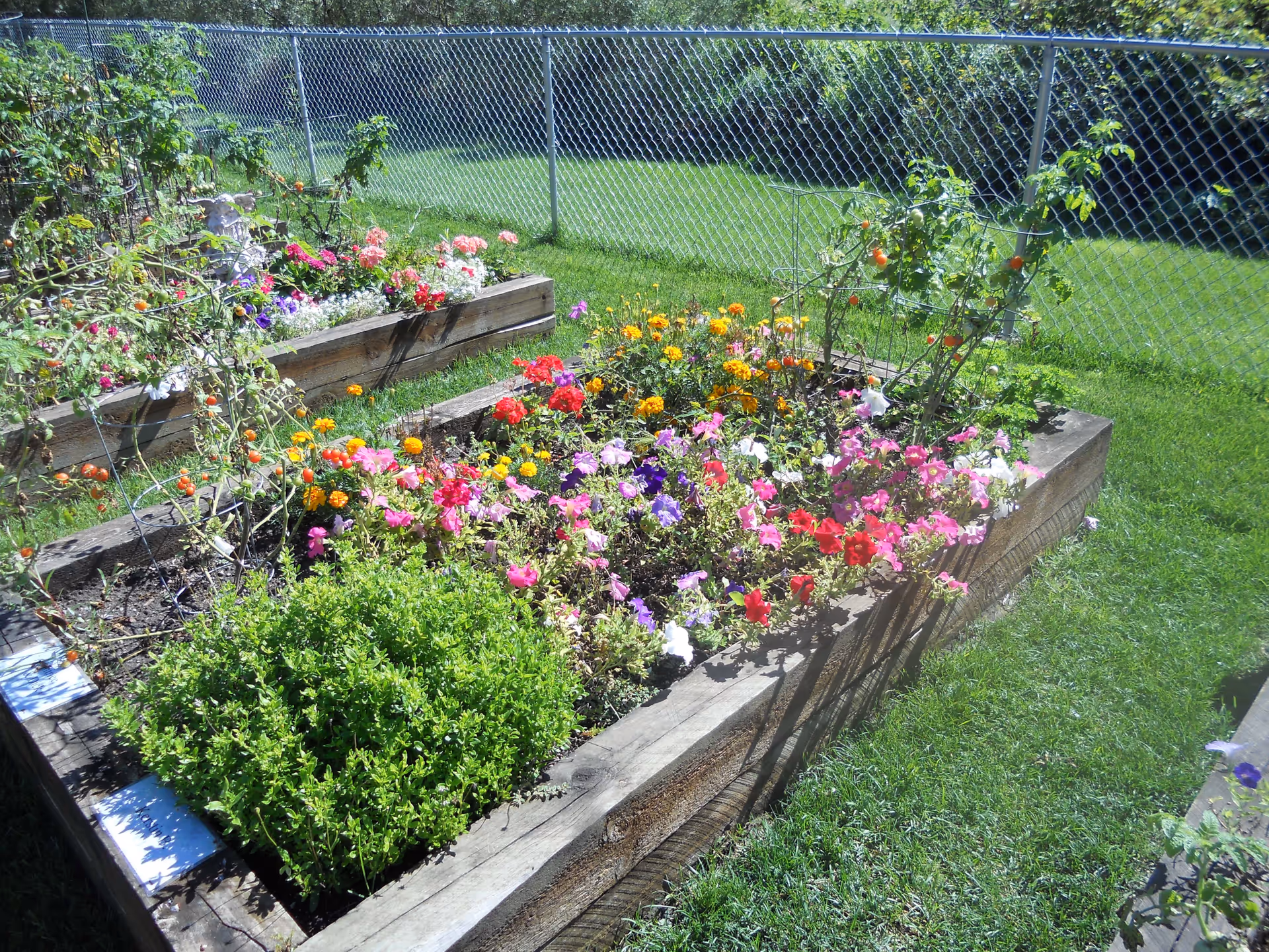 Raised garden beds filled with various colorful flowers and some tomato plants, surrounded by green grass and enclosed by a chain-link fence.