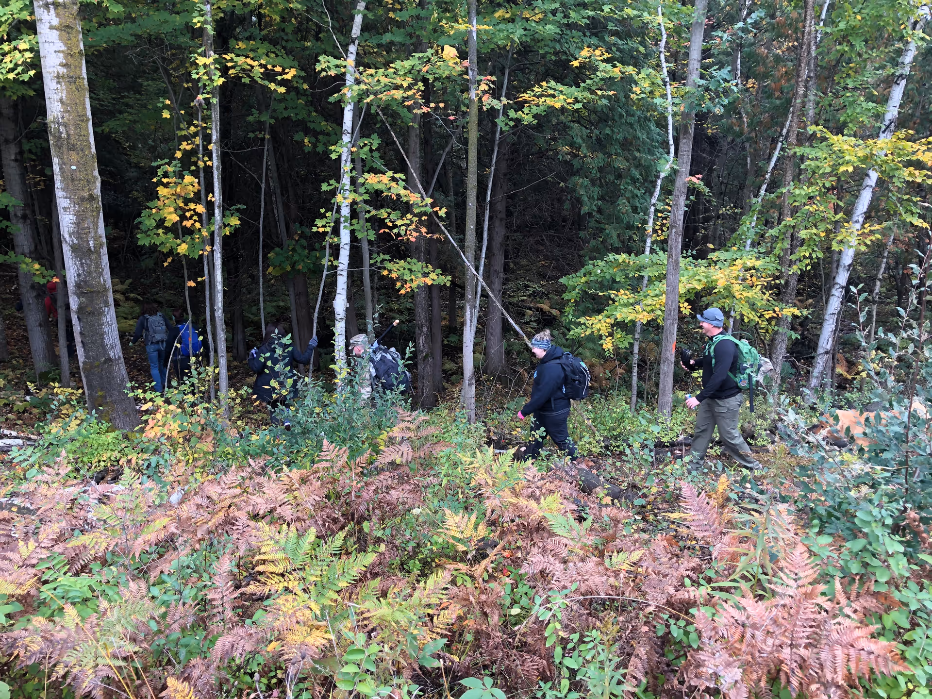 A group of people hiking through a forested area with tall trees and dense foliage, including green and brown ferns. The hikers are wearing backpacks and outdoor clothing.