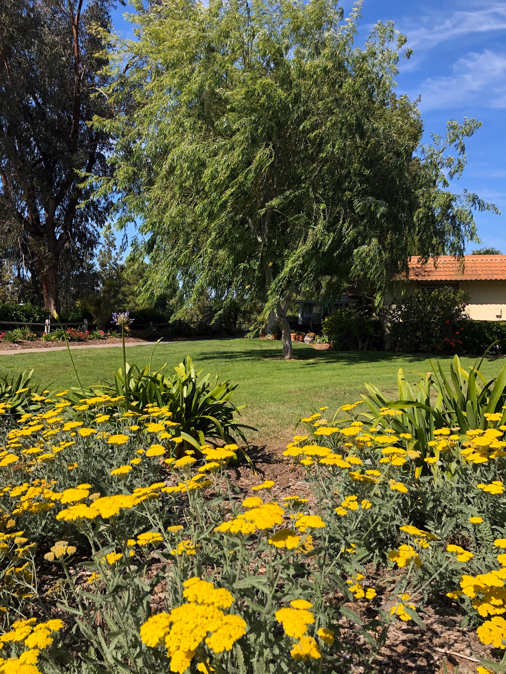 A garden area with bright yellow flowers in the foreground, green grass, and a large leafy tree in the middle. In the background, there is a building with a tiled roof partially visible under a clear blue sky.