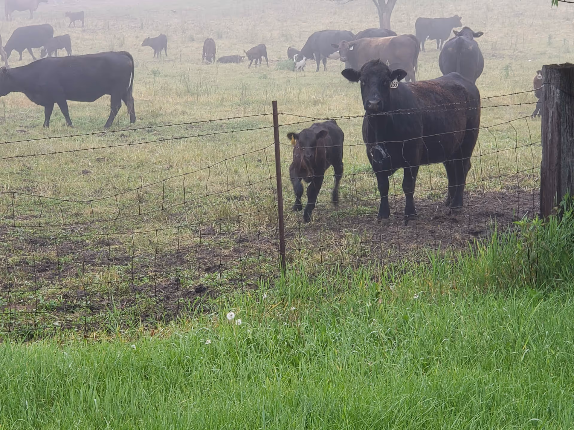 A grassy field with multiple black cows and calves behind a wire fence, some standing close to the fence and others scattered in the background on a foggy day.