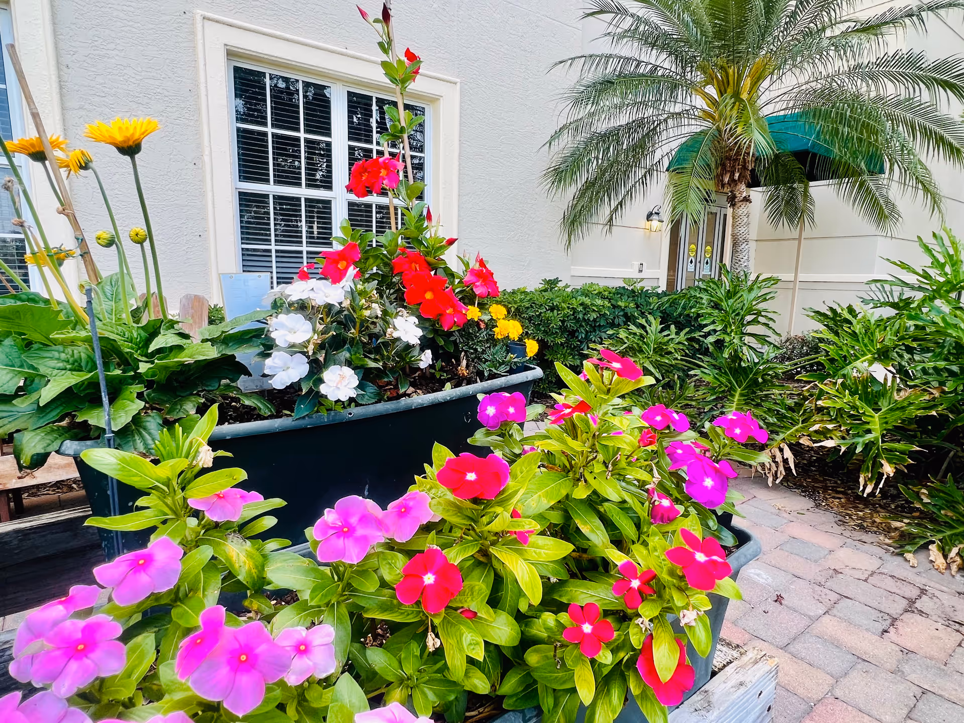 Bright pink, red and white flowers in planters outside a building entrance with a palm tree and window.