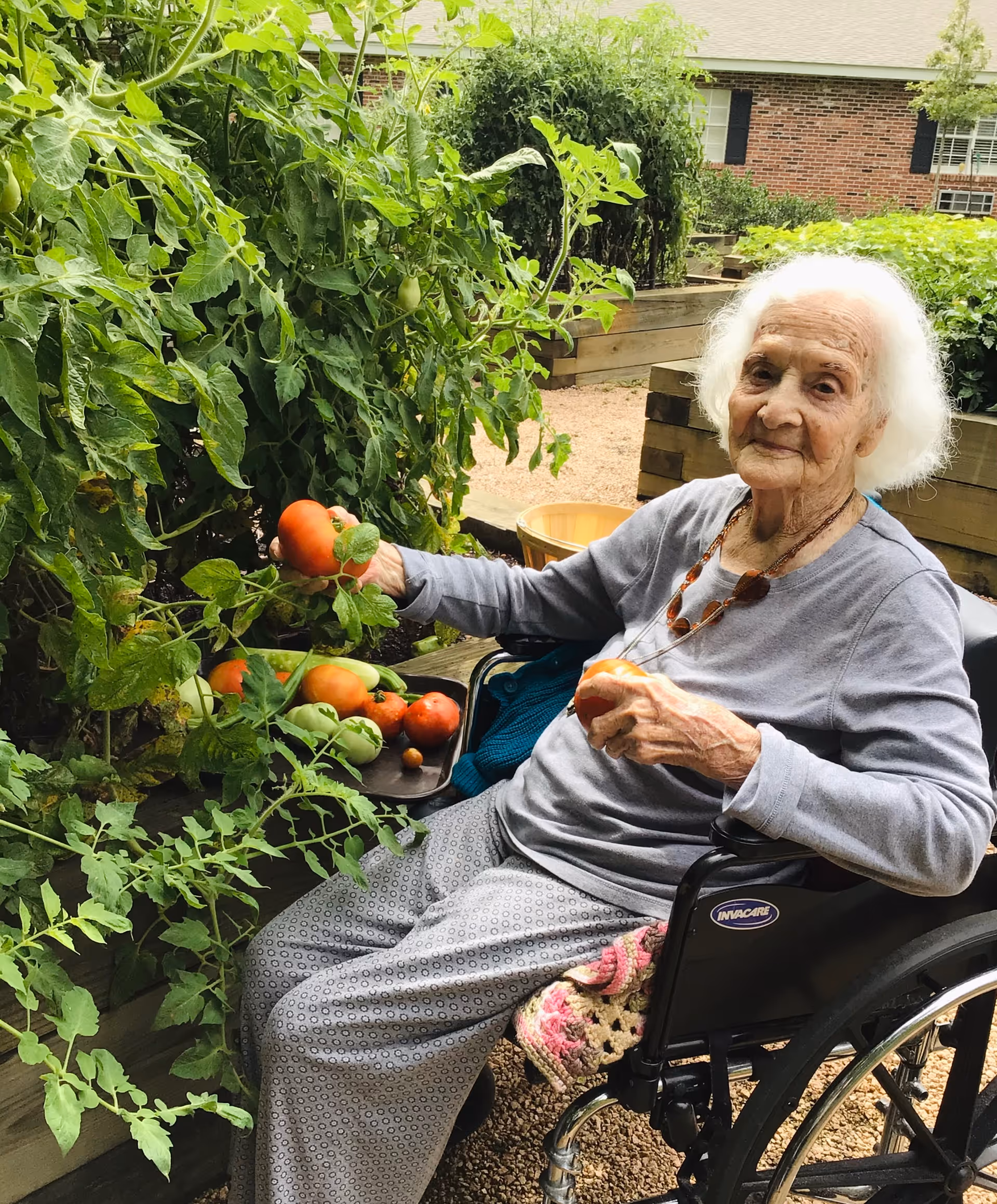 An elderly woman with white hair sitting in a wheelchair in a garden, holding a ripe tomato in one hand and picking another tomato from a plant. There are several tomatoes on a tray beside her, and raised garden beds with green plants are visible in the background.