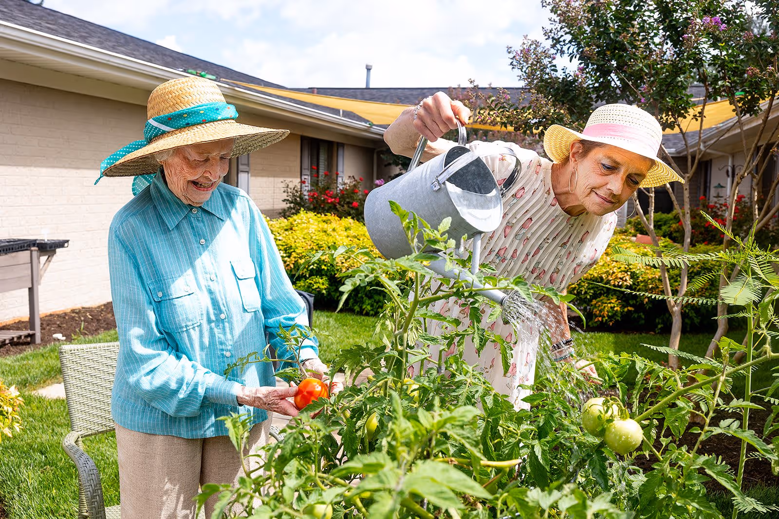 Two elderly women wearing sun hats are gardening outdoors. One woman is watering tomato plants with a metal watering can while the other woman is holding a ripe tomato and smiling. They are surrounded by green plants and flowers with a building in the background.