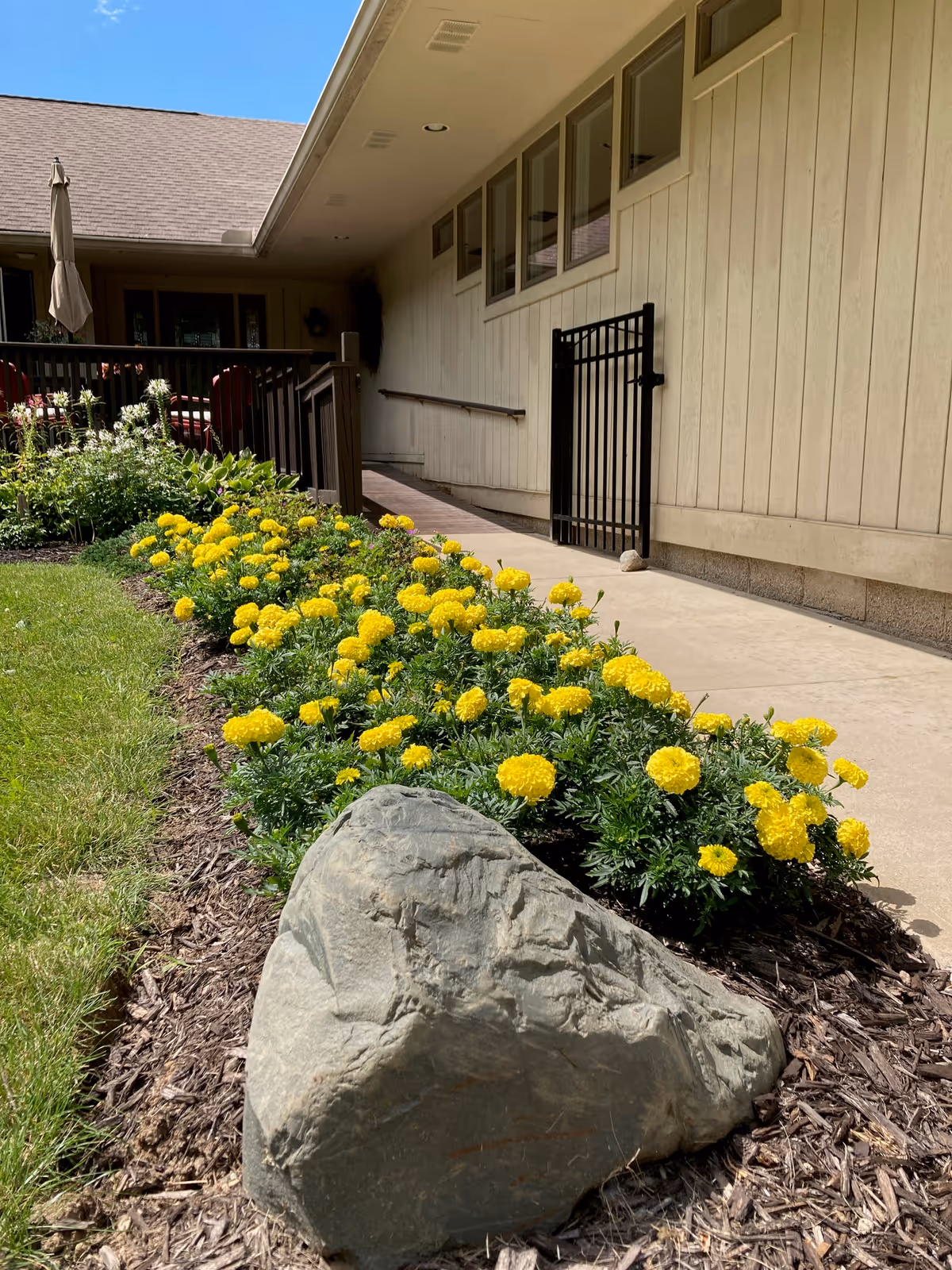 A sidewalk beside a light-colored building lined with bright yellow flowers, a large rock, and a black metal gate leading to a deck.