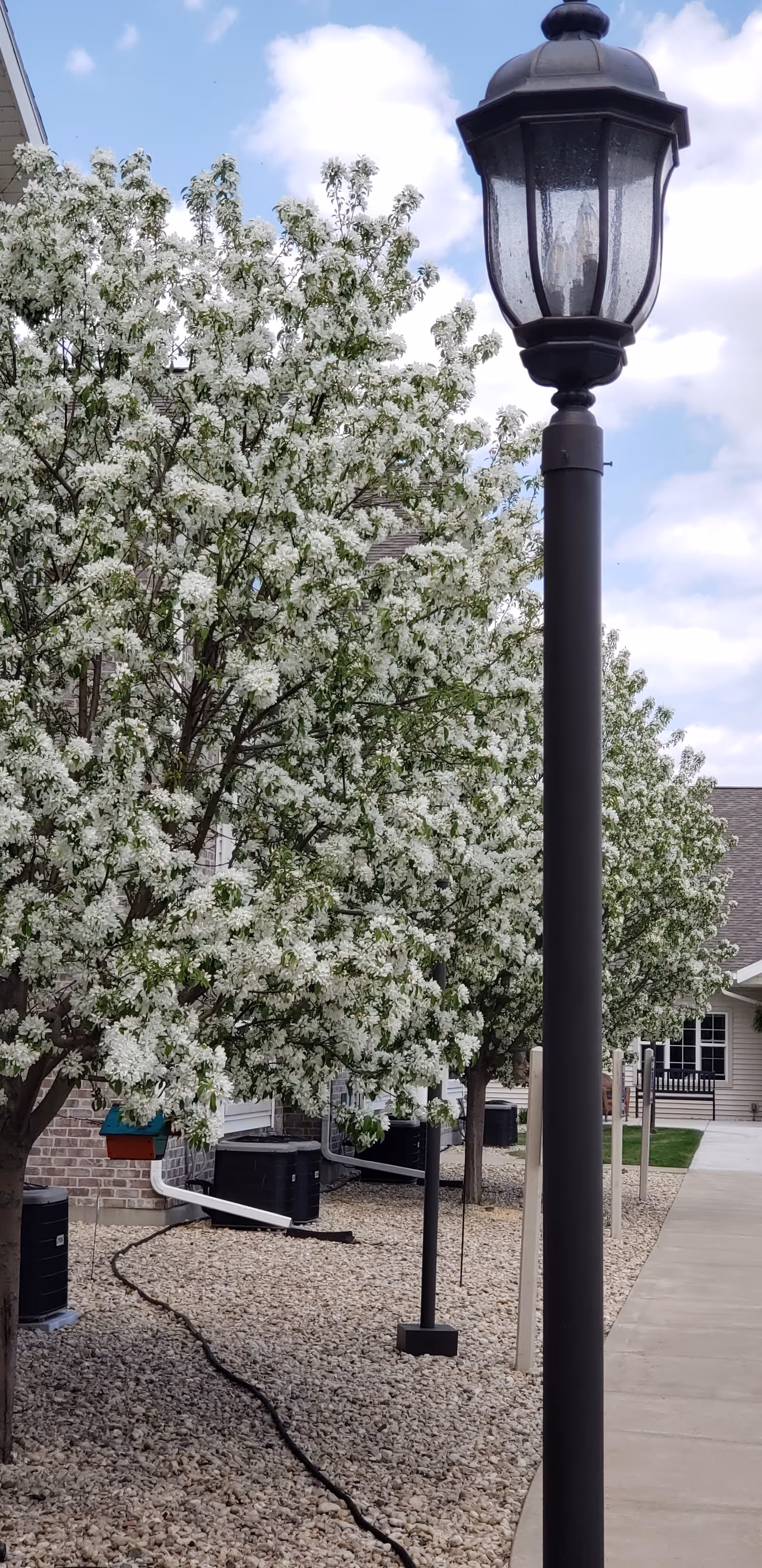 Sidewalk beside a building lined with white-flowering trees and a tall black lamppost.