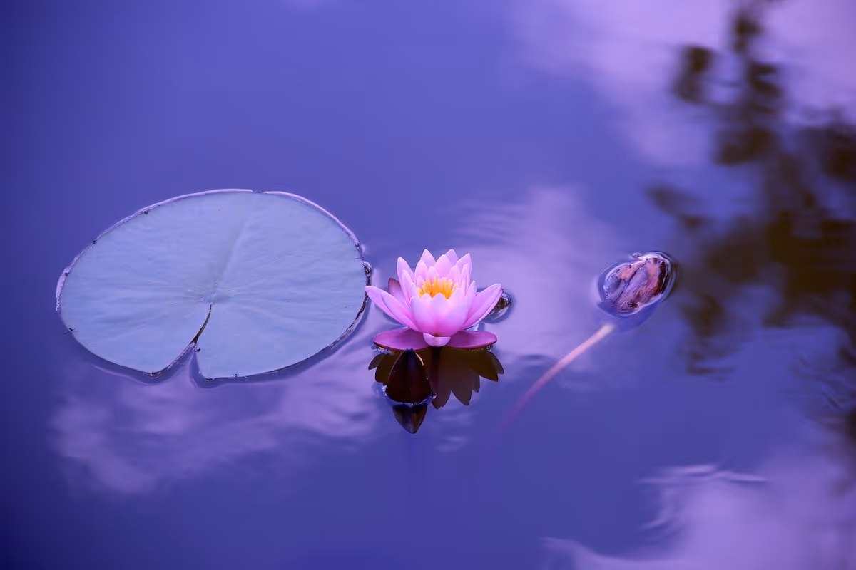 A pink water lily and a lily pad floating on calm purple-tinted pond water.