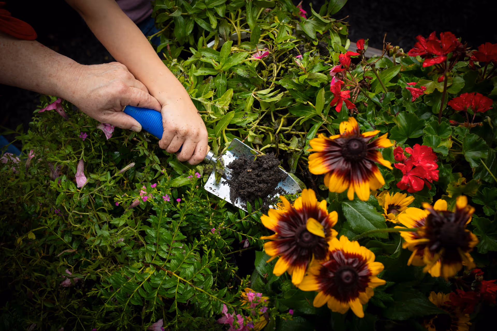 An elderly hand and a child's hand holding a small gardening trowel together, digging soil among green plants and colorful flowers including yellow and red blooms.