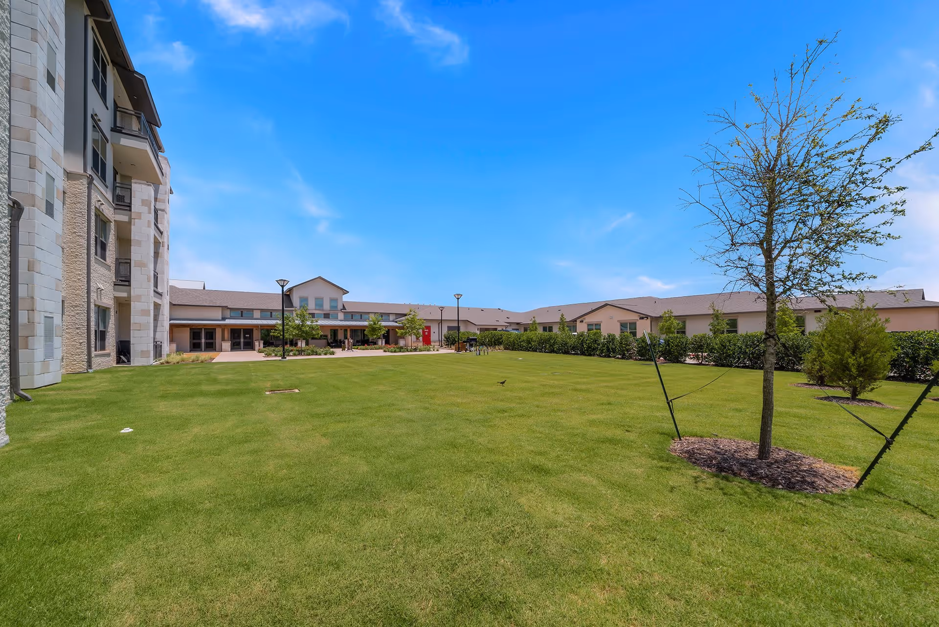 A large, well-maintained green lawn with a few young trees supported by stakes, surrounded by a low hedge. In the background, there is a multi-story building on the left and a single-story building with a covered entrance in the center under a clear blue sky.