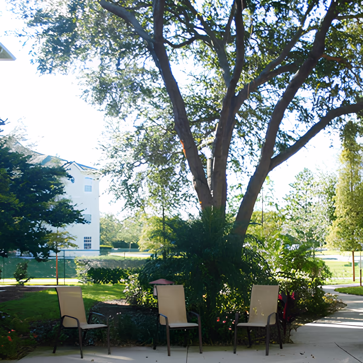 Outdoor patio area with three beige chairs arranged around a large tree surrounded by green bushes and plants. In the background, there is a white building and a well-maintained lawn with trees and shrubs under a clear sky.
