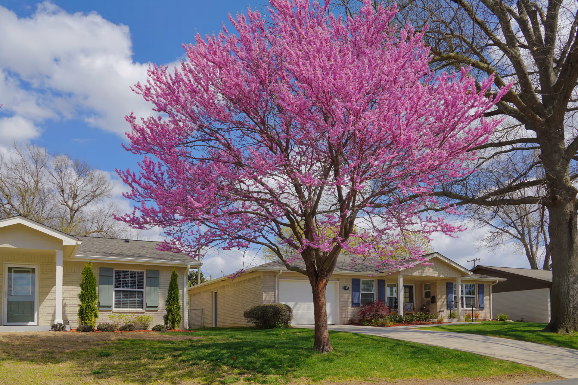 A residential area with single-story houses surrounded by green lawns and trees, including a prominent tree with bright pink blossoms in the foreground under a partly cloudy blue sky.