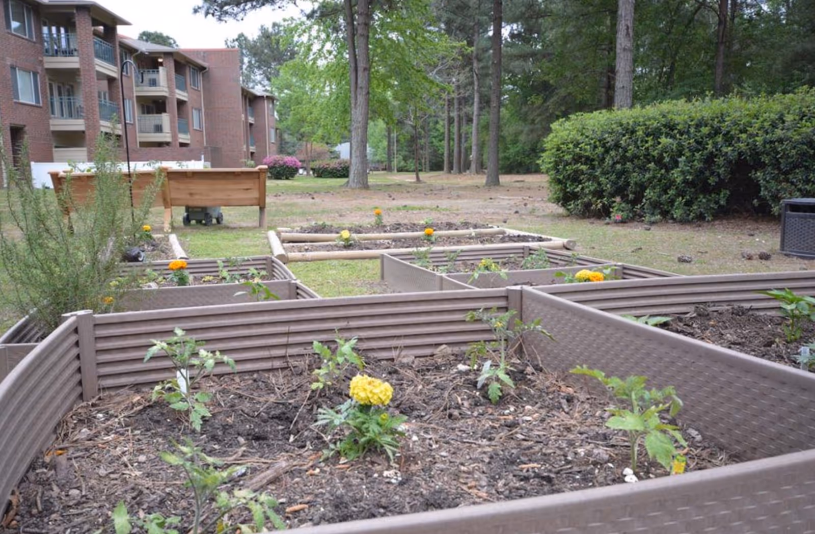 Raised garden beds with small plants and flowers in an outdoor garden area next to a multi-story brick building with balconies, surrounded by trees and bushes.