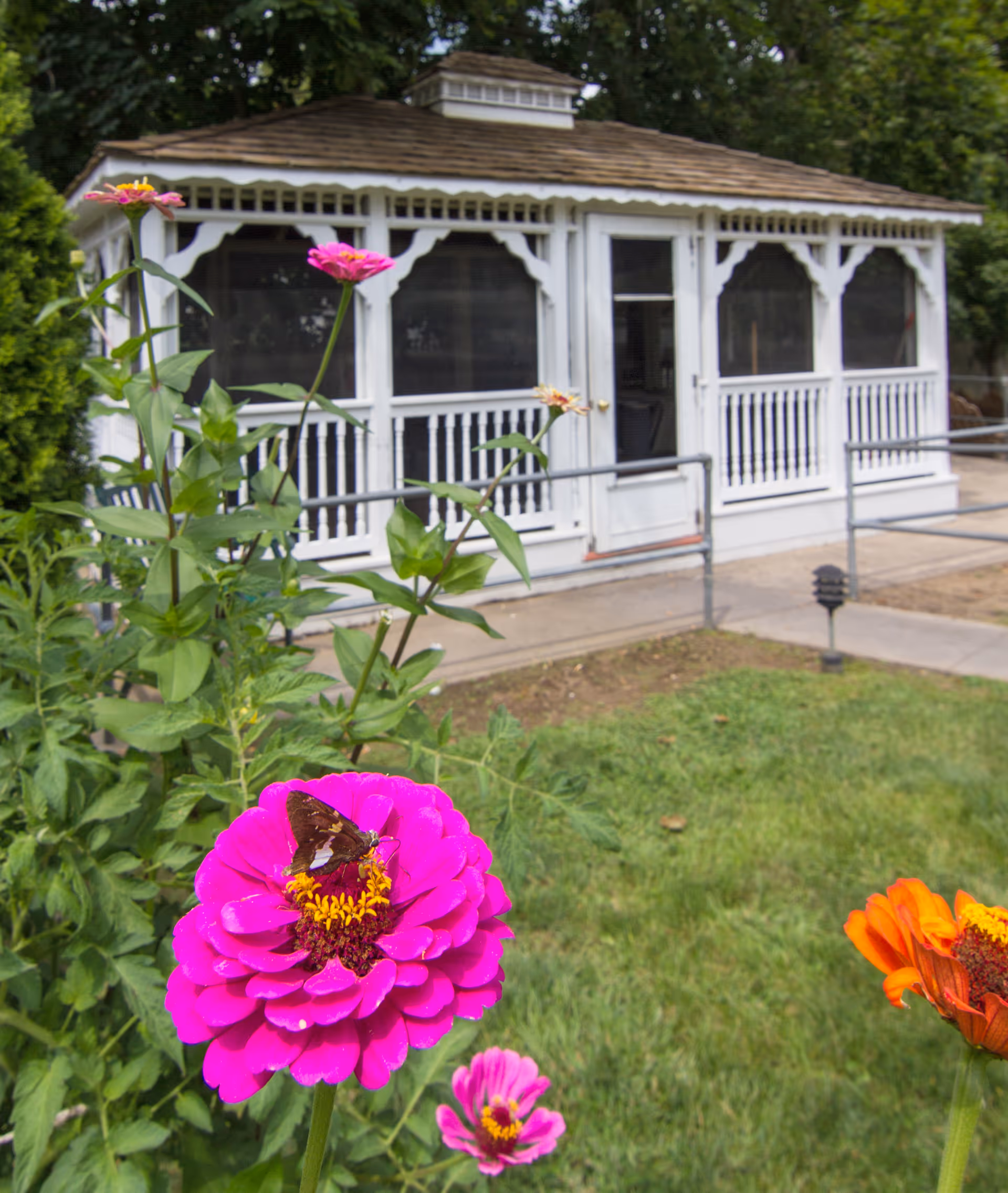 A white gazebo with screened windows and a shingled roof sits in a garden area with green grass and colorful flowers in the foreground, including a bright pink flower with a butterfly on it.