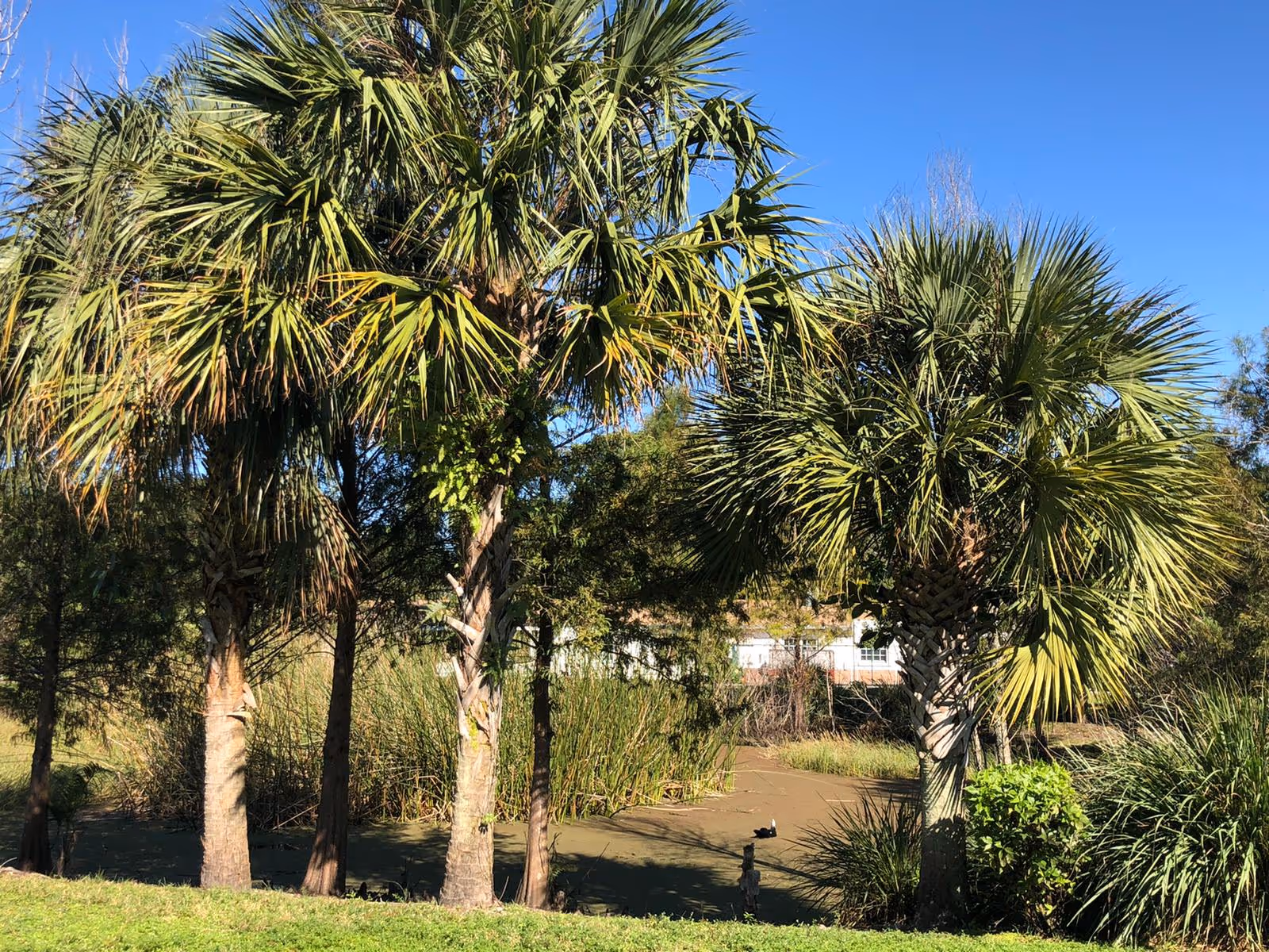 A sunny outdoor scene featuring several palm trees and other greenery surrounding a small pond with calm water. The sky is clear and blue.