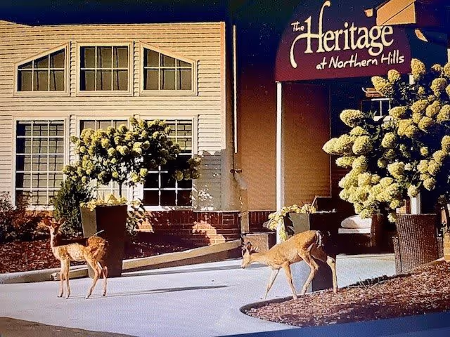Two deer standing on a sidewalk in front of the entrance to The Heritage at Northern Hills building, which has large windows and potted plants with blooming flowers.