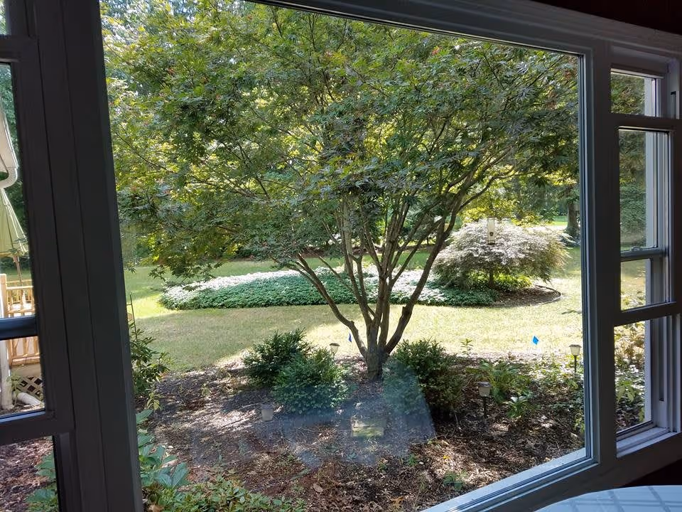View through a large window onto a landscaped backyard with a central tree, shrubs, and lawn.
