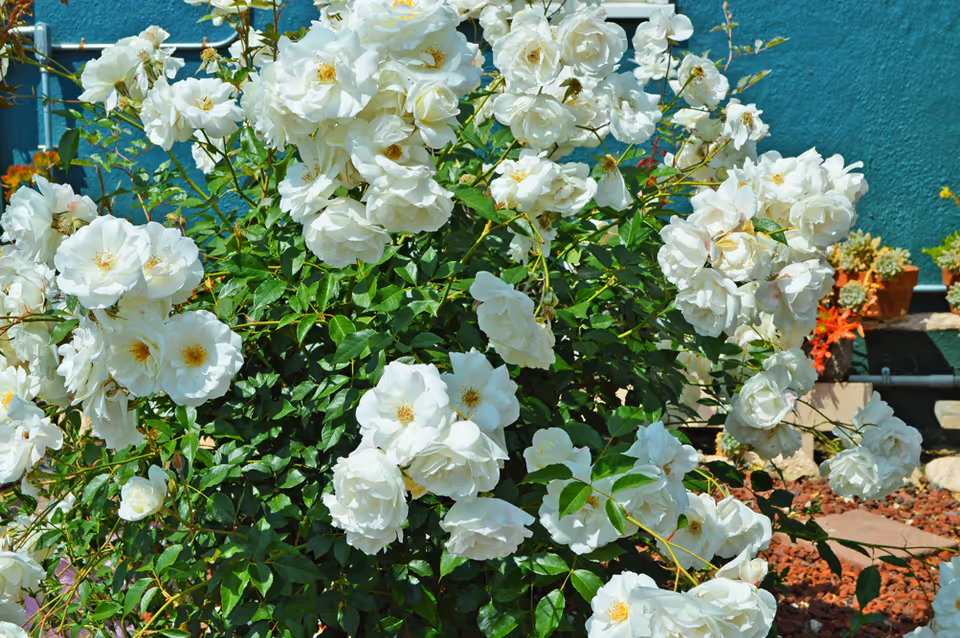 A lush bush of white roses in full bloom with green leaves, set against a teal-colored wall and surrounded by small potted plants and red mulch on the ground.