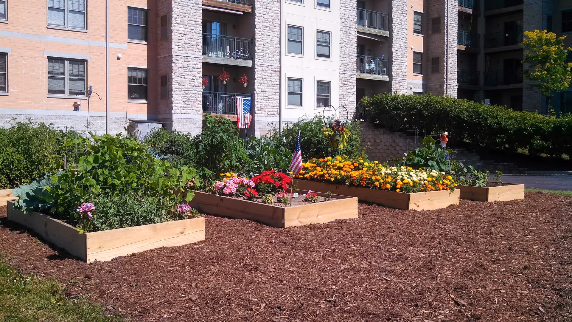 Raised garden beds filled with various plants and flowers in front of a multi-story residential building with balconies. American flags are placed in some of the garden beds, and there is mulch covering the ground around the beds.