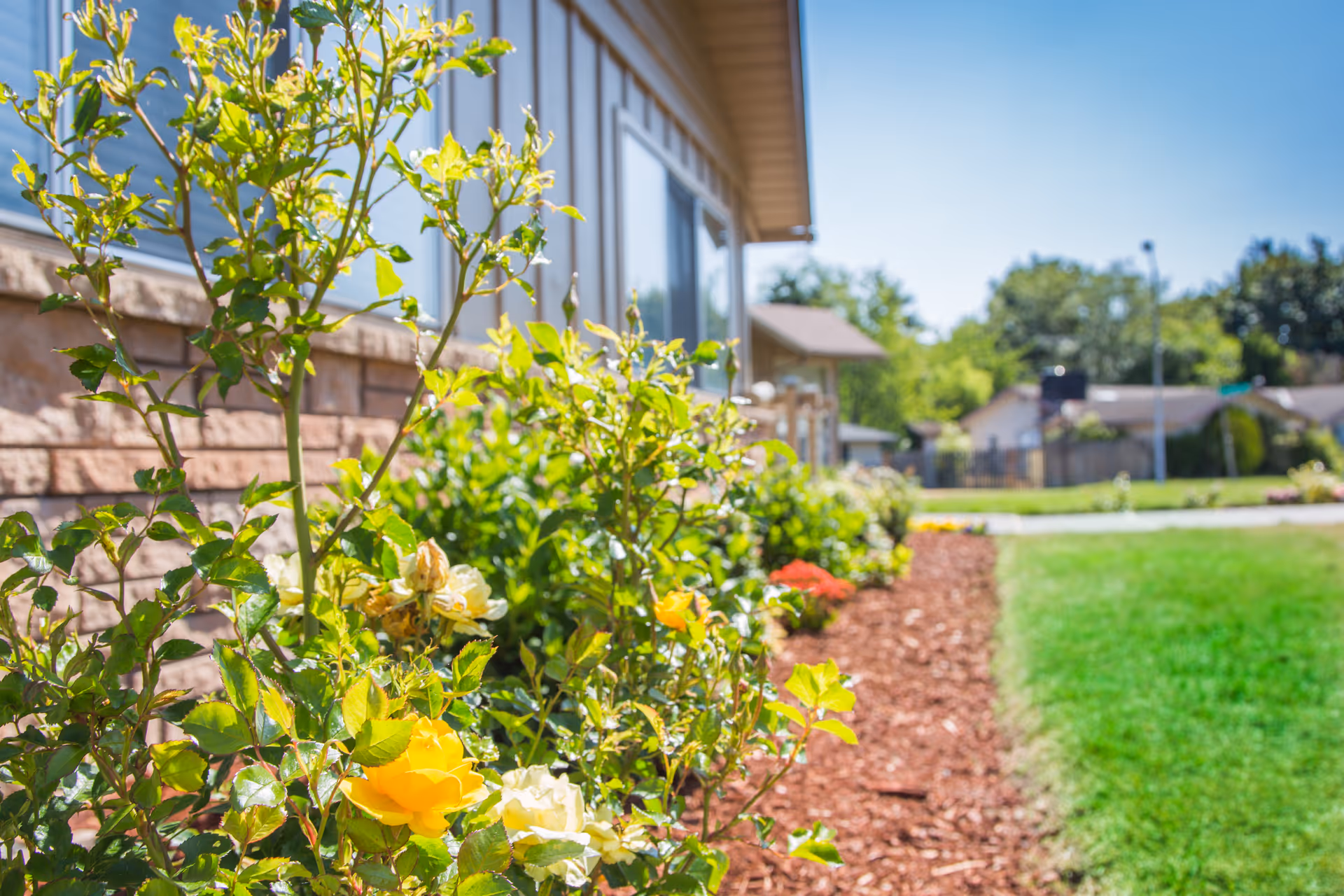 A garden bed with yellow and white roses and green foliage along the side of a building with brick and siding exterior under a clear blue sky.