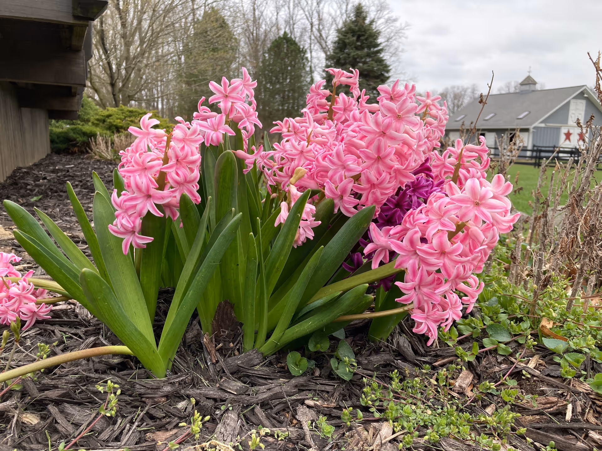 Pink hyacinth flowers blooming in a mulched garden bed with a building and lawn in the background.