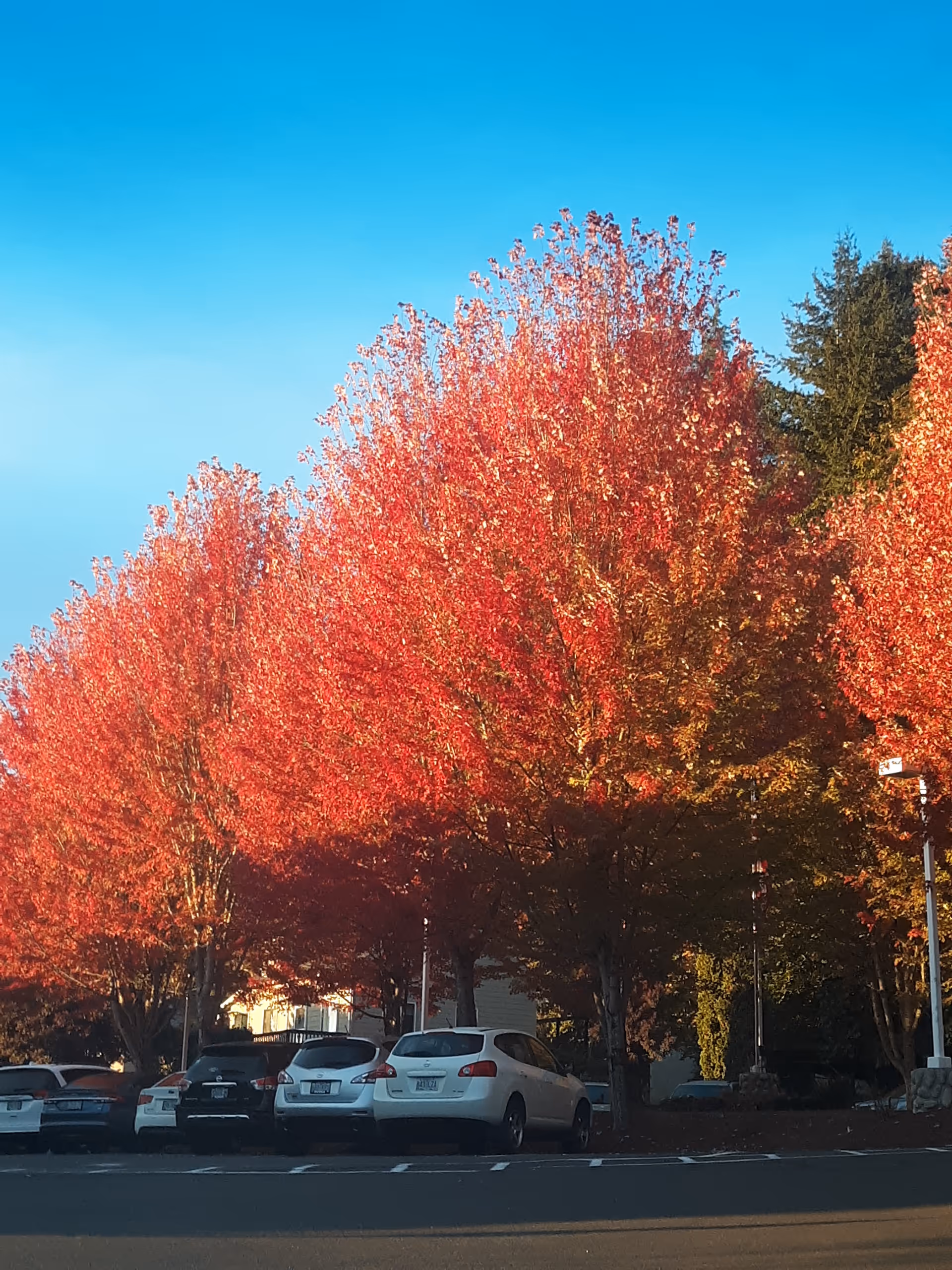 A row of cars parked under trees with vibrant red autumn foliage, set against a clear blue sky in a parking lot area.
