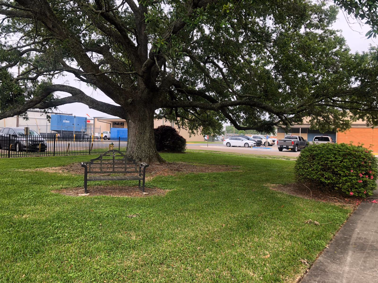 Outdoor area with a large tree providing shade over a metal bench on a grassy lawn. There is a bush with pink flowers to the right and a sidewalk along the edge. In the background, there is a parking lot with several parked cars and buildings.
