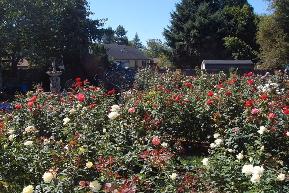 A vibrant garden filled with blooming roses in various colors including red, white, and pink. In the background, there are trees, a small shed, and a house under a clear blue sky.