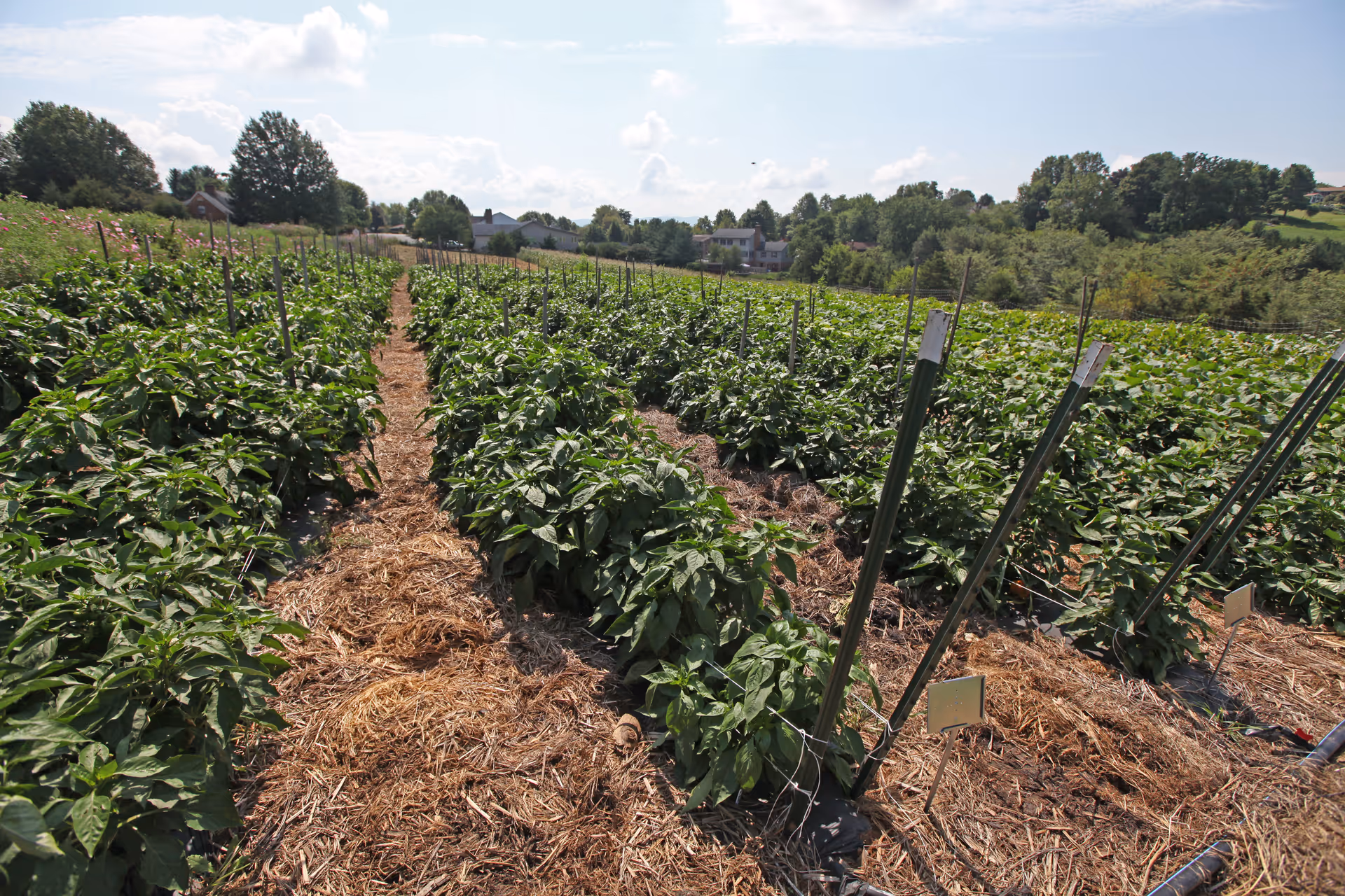 Rows of green crops in a mulched field with support stakes and houses on a distant tree-lined horizon under a partly cloudy sky.