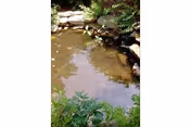 A small outdoor pond with rocks, water, and surrounding green foliage.