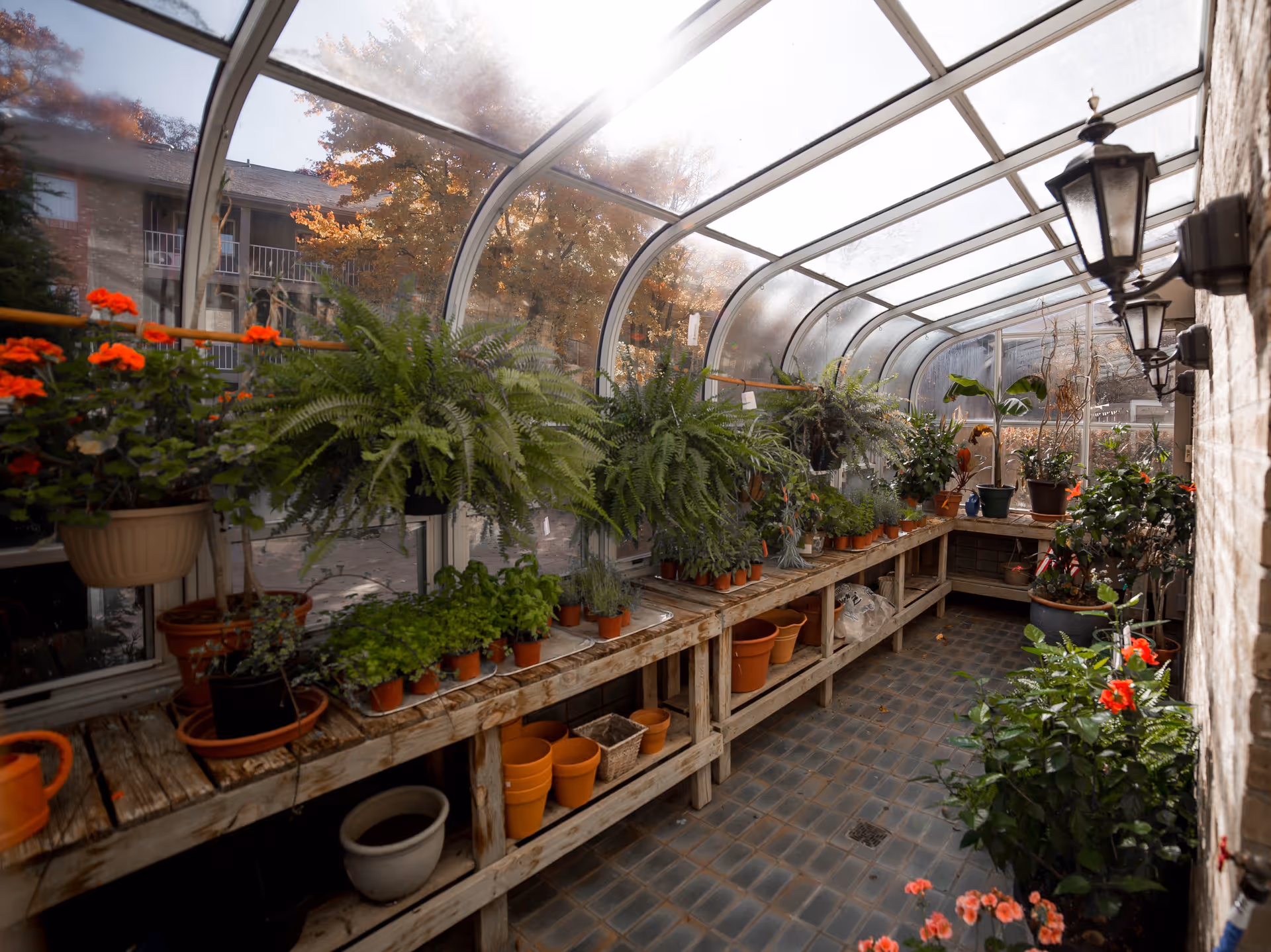 A bright indoor greenhouse area with a curved transparent roof and walls. The space contains wooden shelves filled with various potted plants including ferns, flowers, and herbs. There are several hanging pots with vibrant red flowers. The floor is tiled, and wall-mounted lantern-style lights are visible on the right side. Outside the greenhouse, autumn-colored trees and a building with balconies can be seen.