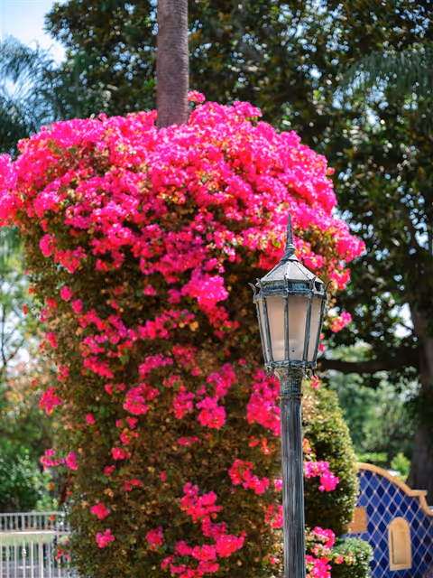 A vintage-style outdoor lamp post in front of a large bush covered with vibrant pink flowers, with trees and a decorative blue and yellow tiled wall in the background.
