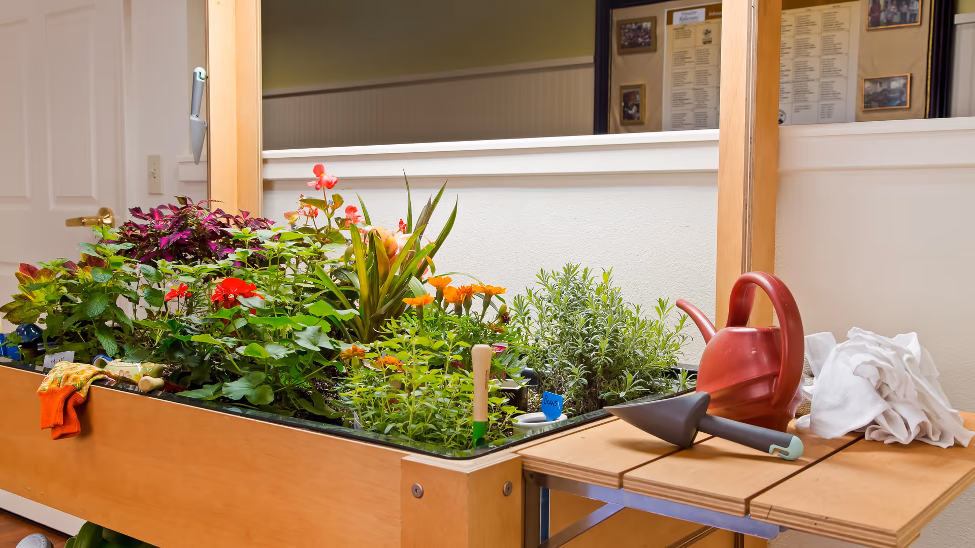 Indoor raised garden bed filled with various green plants and colorful flowers, next to a wooden table holding a red watering can, a small gardening shovel, and a white cloth, set against a light-colored wall with a window and bulletin board in the background.