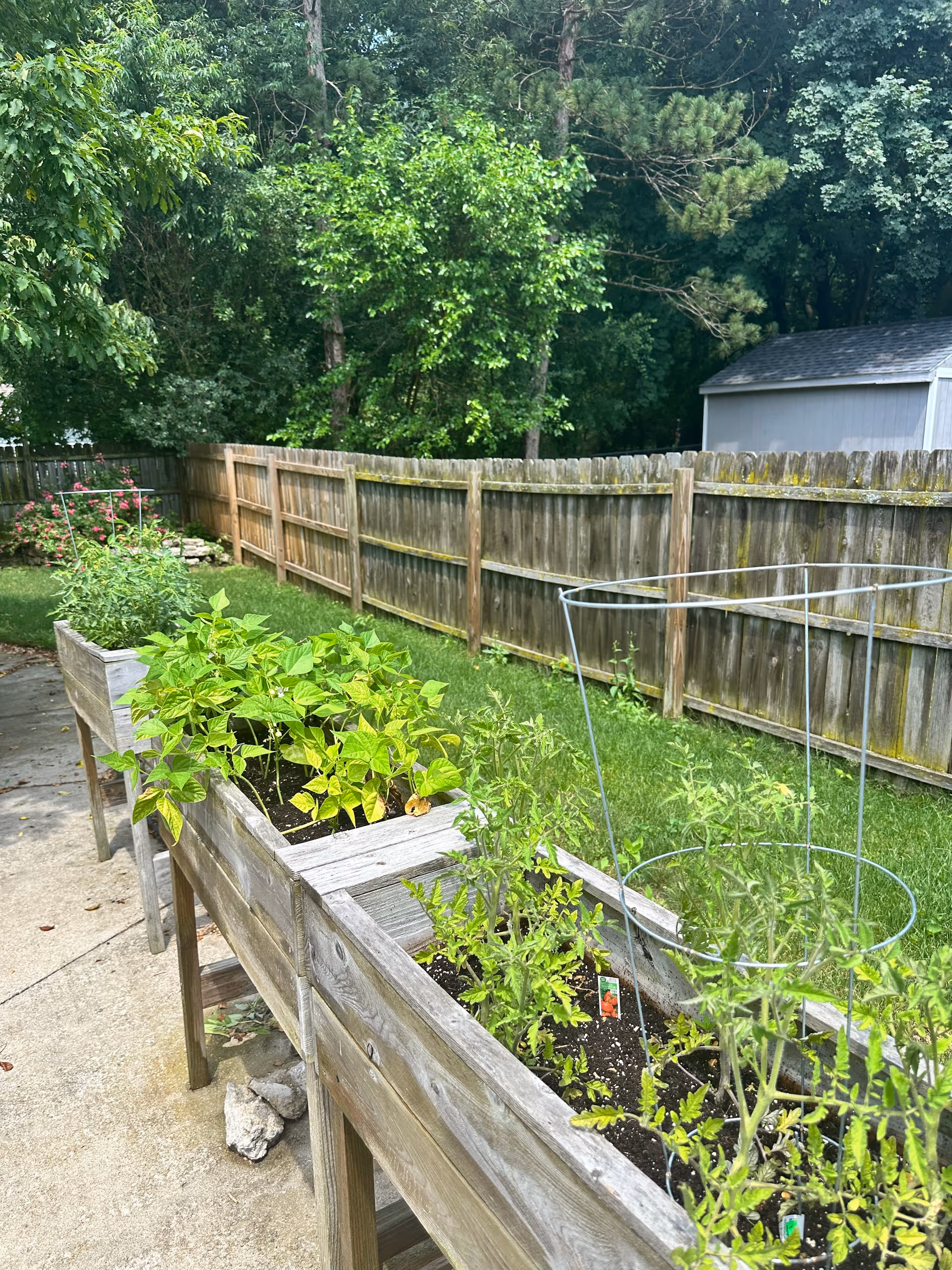 Raised wooden garden beds with various green plants growing in them, situated on a concrete patio next to a wooden fence. Behind the fence, there are tall trees and a small shed with a gray roof.