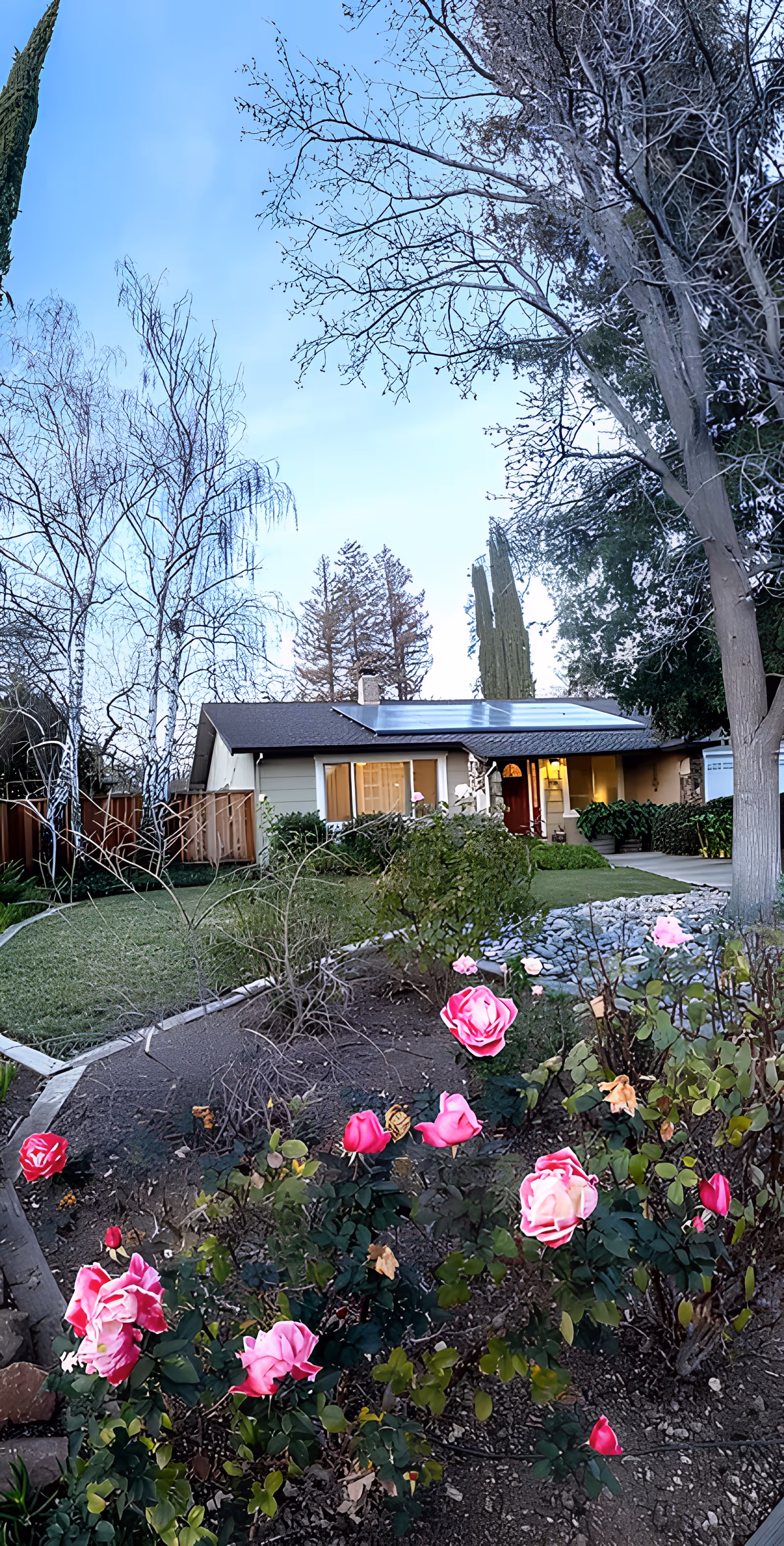 Single-story house with solar panels and a front yard of blooming pink roses and trees under a clear sky.