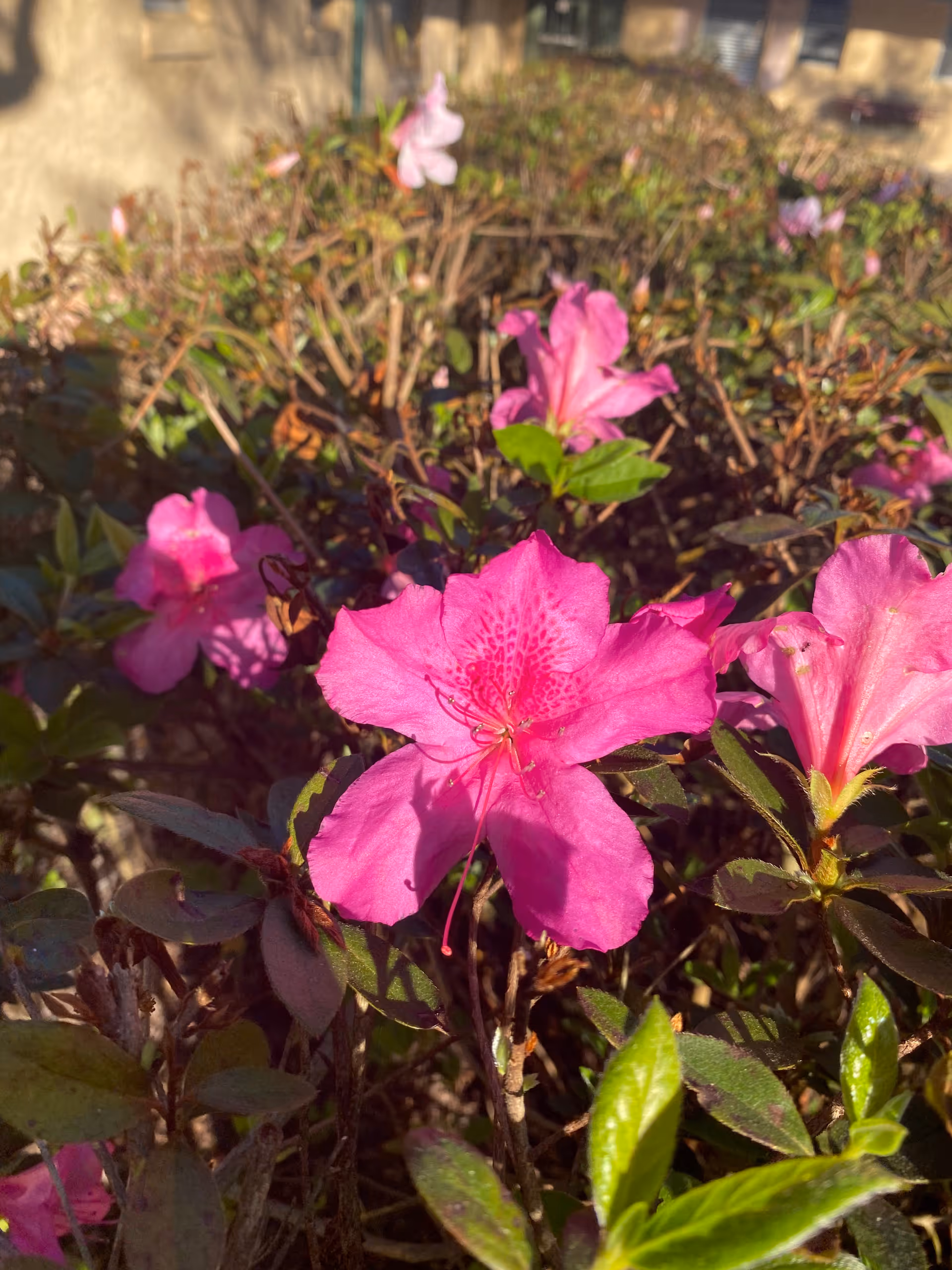 Close-up of bright pink azalea flowers blooming among green leaves in a sunlit garden.