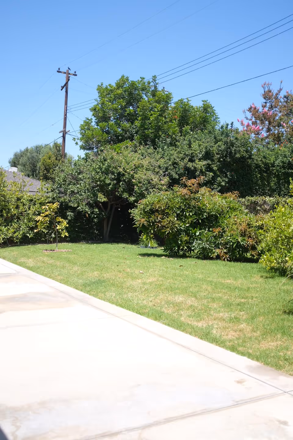 Outdoor garden area with green grass, various bushes, and trees under a clear blue sky. A concrete pathway runs along the left side of the image. Power lines and a utility pole are visible in the background.