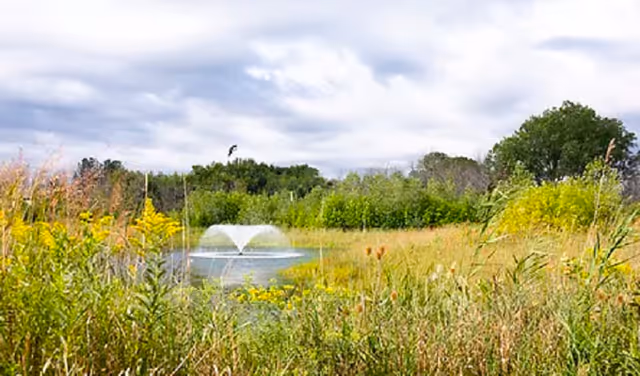 Grassy wetland with a small pond and fountain surrounded by reeds and trees under a cloudy sky.