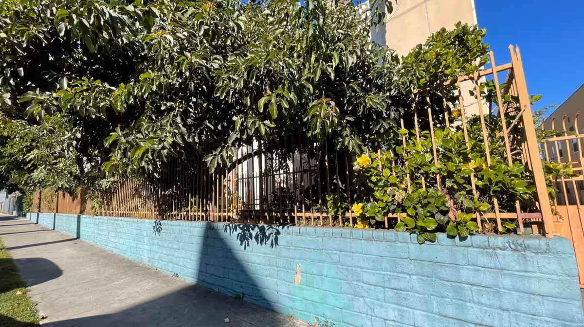 A sidewalk runs alongside a light blue brick wall topped with a metal fence. Behind the fence, there are dense green bushes and trees with some yellow flowers. The sky is clear and blue.