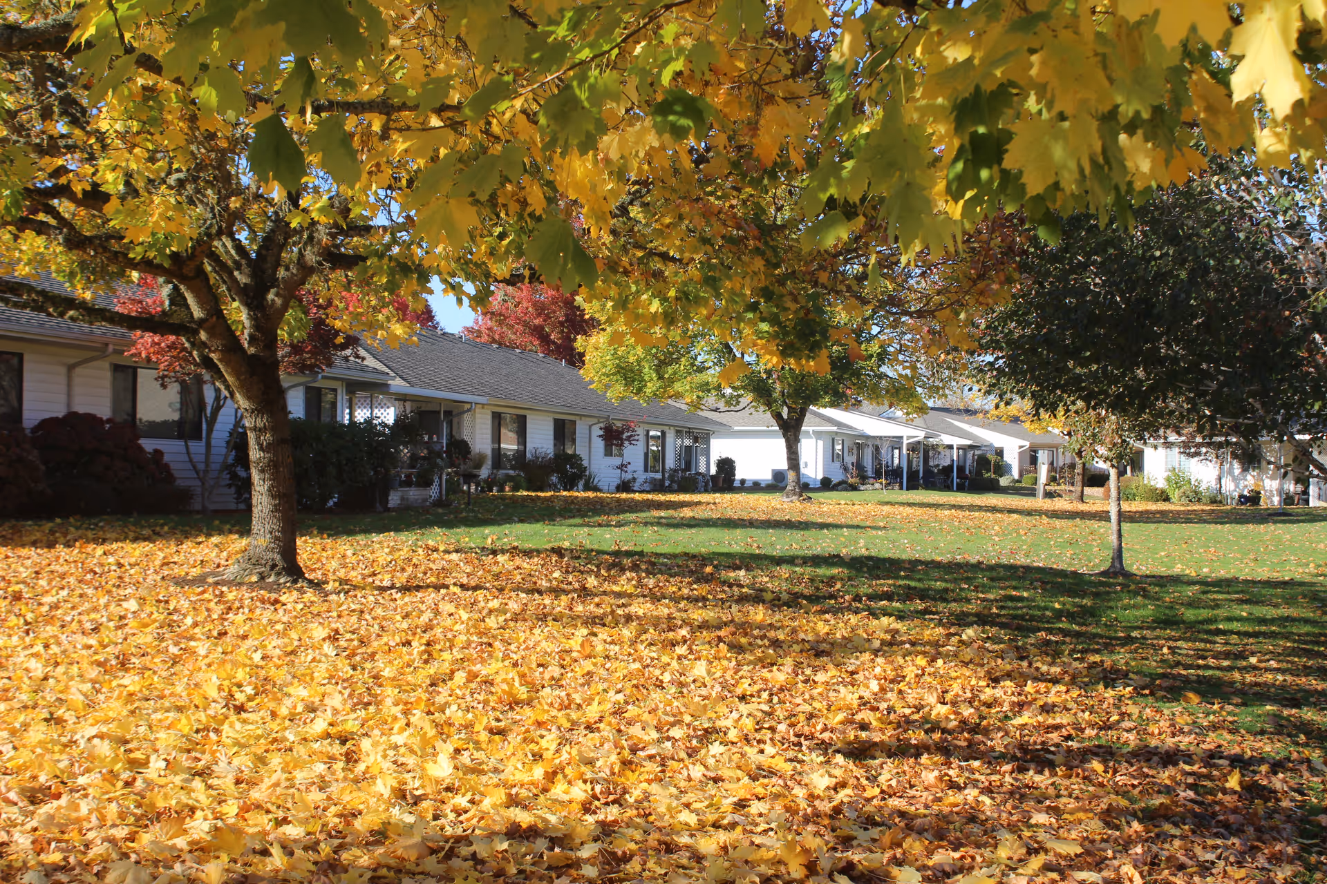 A row of single-story residential buildings with white siding, surrounded by trees with yellow and green autumn leaves. Fallen leaves cover the ground, and the scene is bathed in sunlight under a clear blue sky.