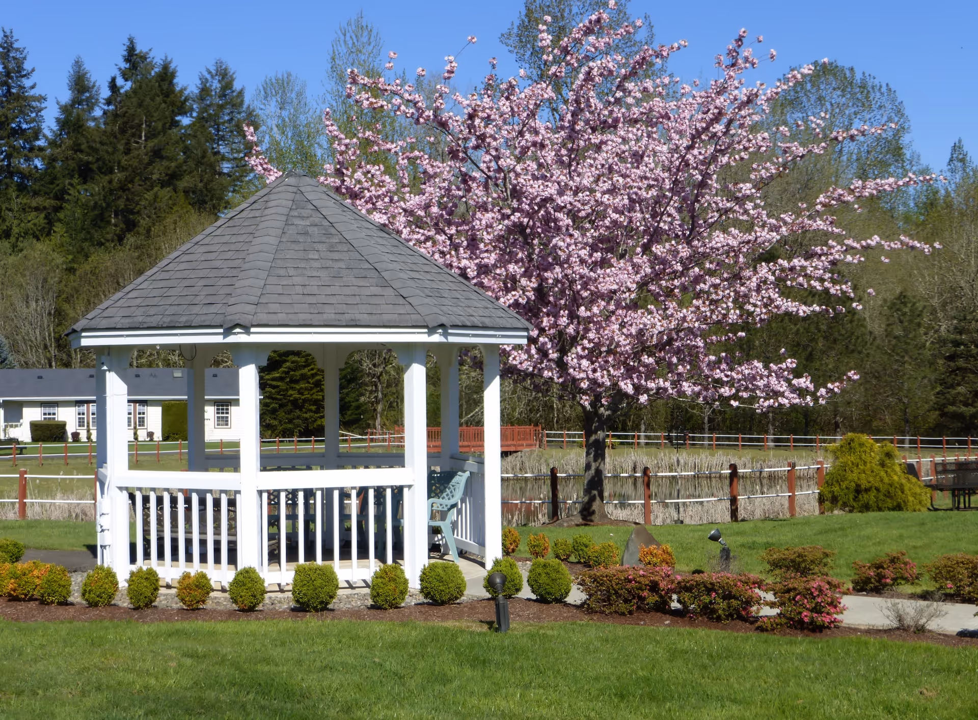 A white gazebo with a gray shingled roof sits on a well-maintained lawn with small bushes around its base. Behind the gazebo, there is a tree with pink blossoms and a pond surrounded by a wooden fence. In the background, there are trees and a building with white walls and a dark roof under a clear blue sky.