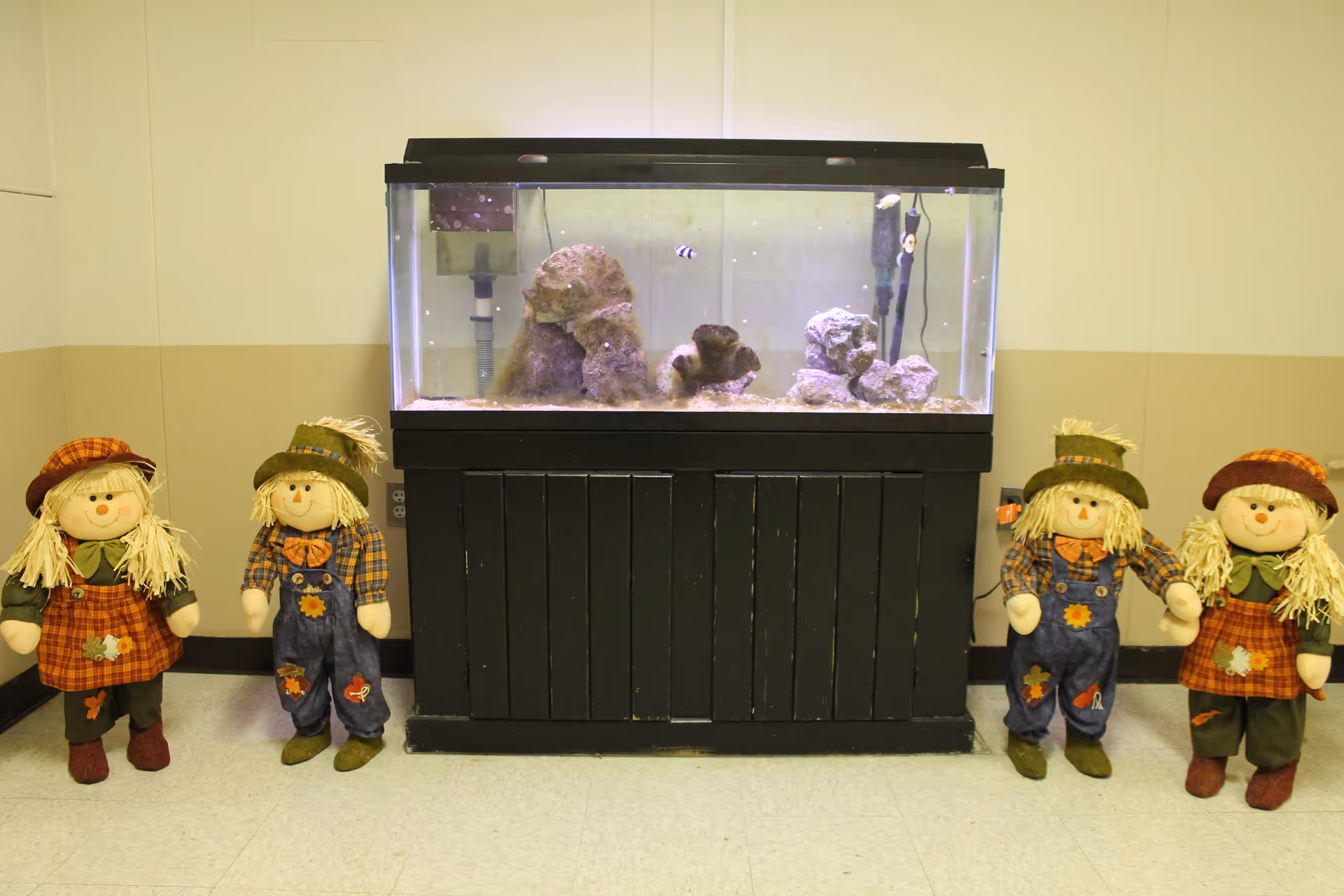 A large fish tank with rocks and a few small fish inside, placed on a black wooden stand against a beige and white wall. On either side of the tank, there are two pairs of decorative scarecrow dolls dressed in autumn-themed clothing.