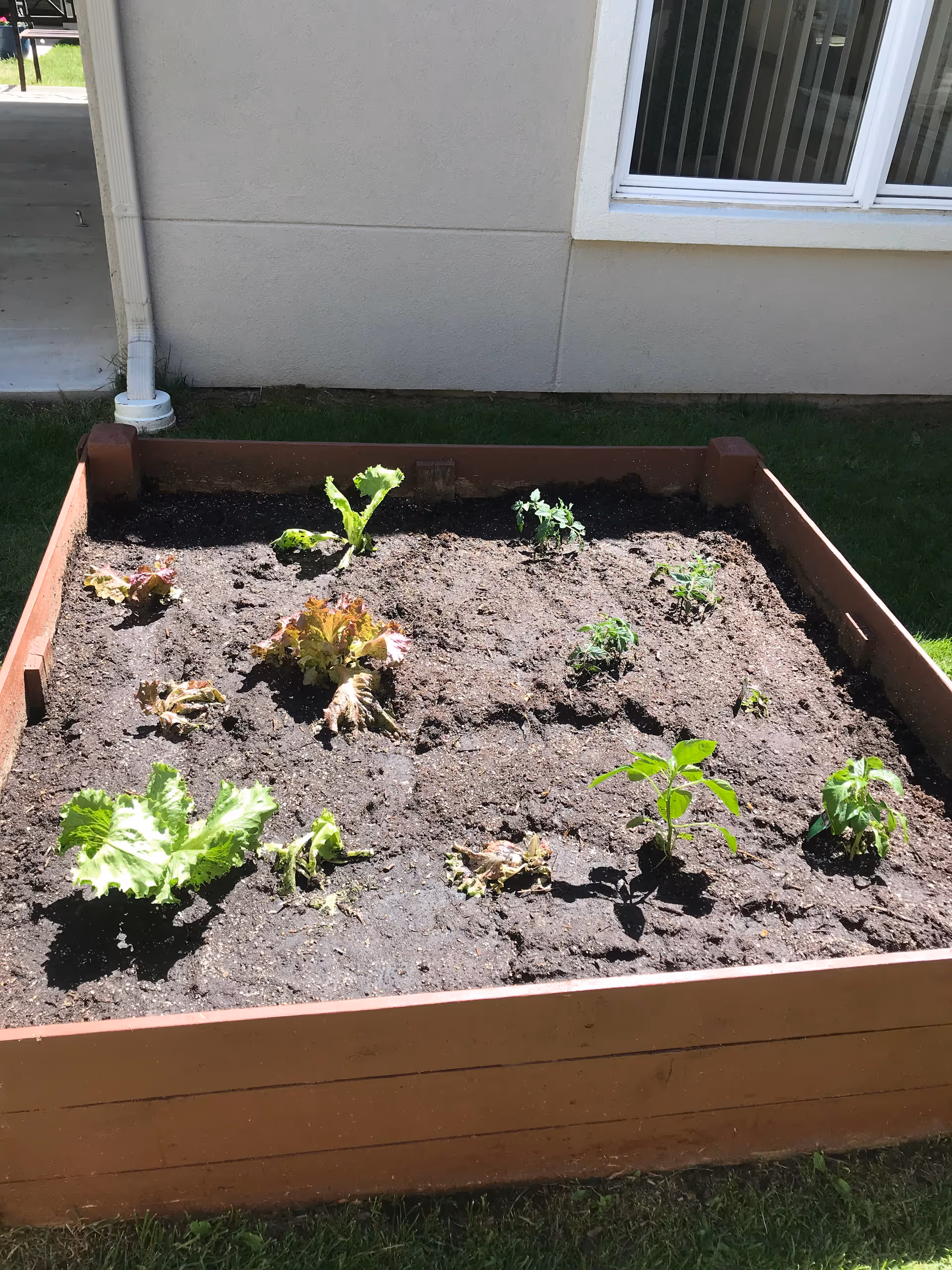 Raised wooden garden bed containing small lettuce and other seedlings in soil beside a building wall and window.