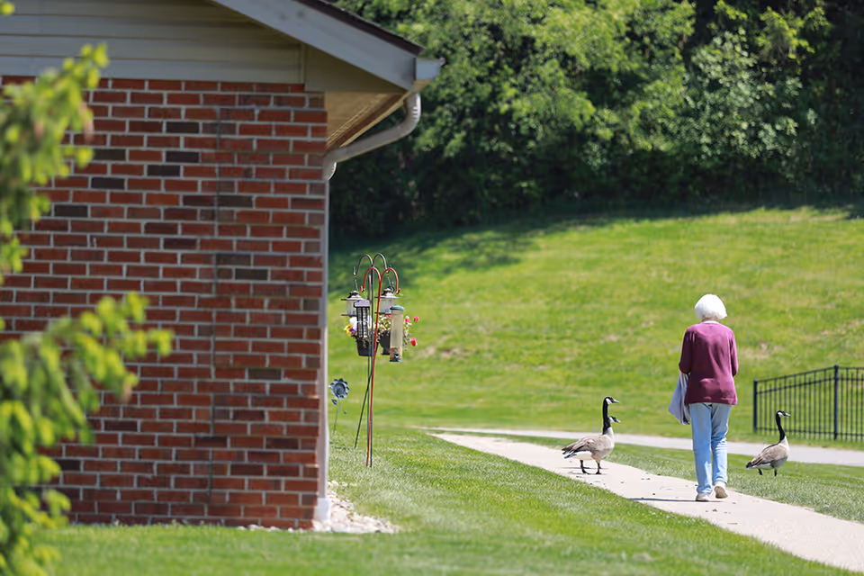 An elderly woman with white hair wearing a purple sweater and light blue pants walks on a paved path in a green outdoor area near a brick building. Two geese are walking on the path near her, and there are bird feeders hanging on a metal stand beside the building. Trees and bushes are visible in the background.