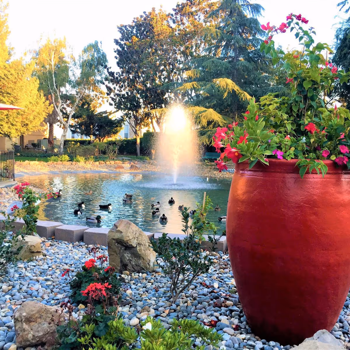 A serene outdoor garden area at Villa Serena Retirement Community featuring a pond with a water fountain in the center, surrounded by ducks swimming. The foreground has a large red planter filled with vibrant pink and red flowers, and the ground is covered with small pebbles and rocks. Trees and greenery surround the pond, creating a peaceful natural setting.