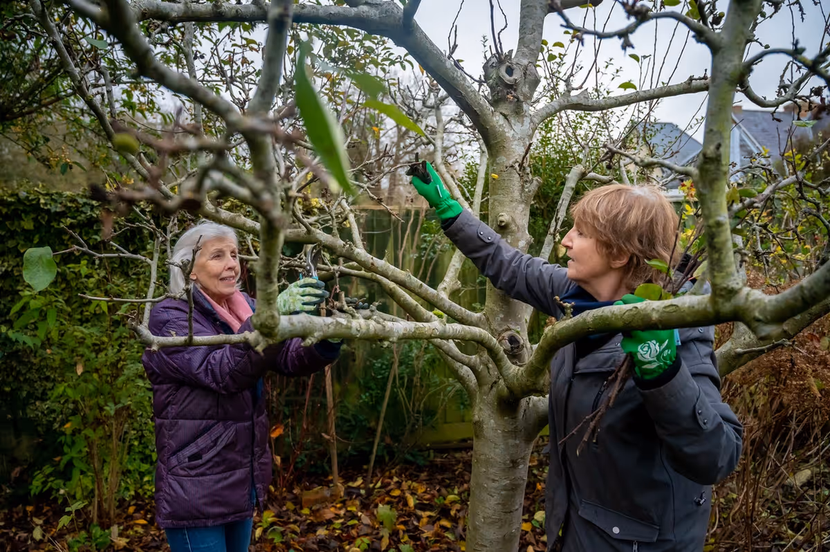 Two elderly women wearing gloves are pruning and trimming branches of a leafless tree in a garden area with dense greenery and fallen leaves on the ground.