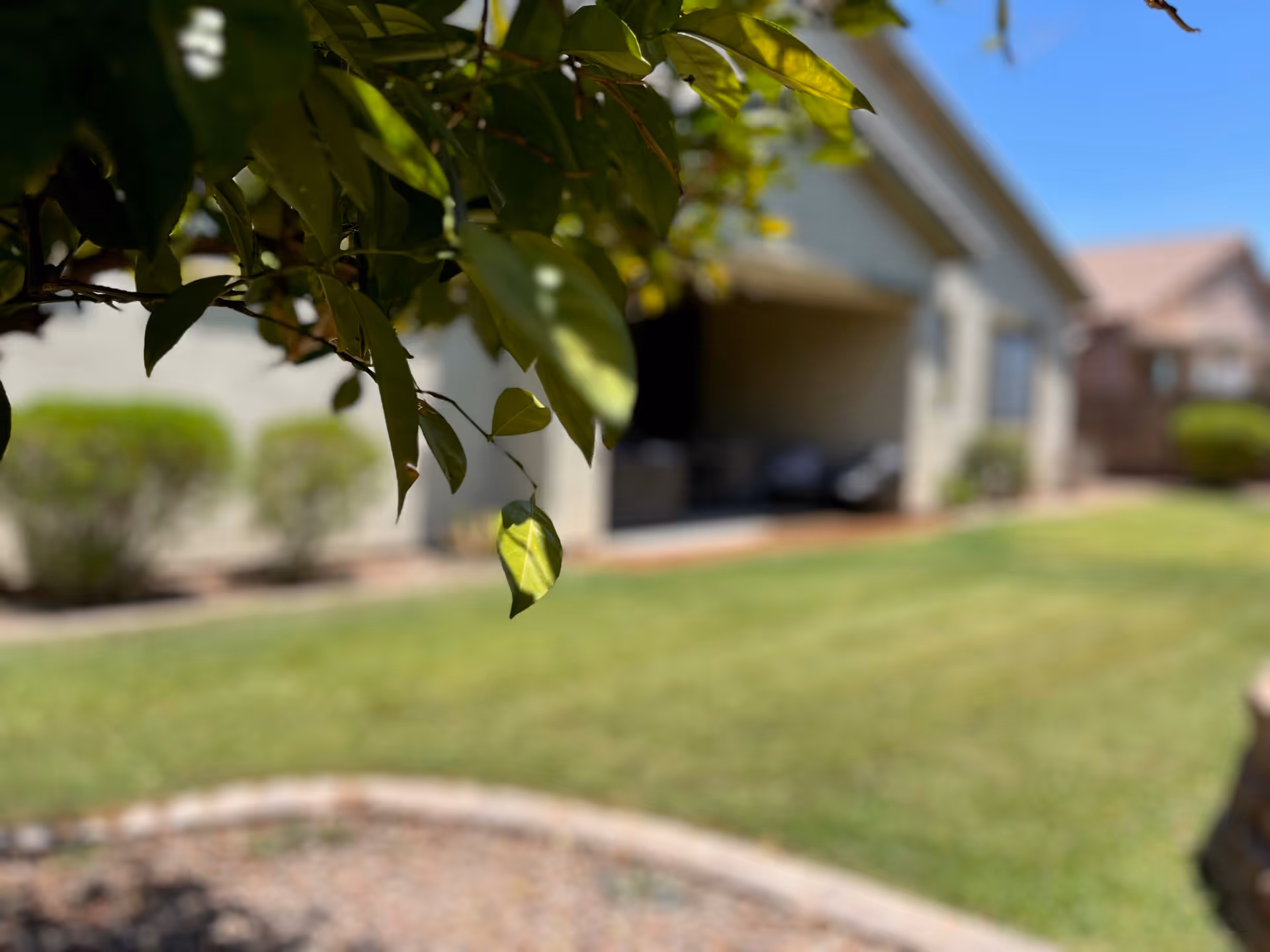 Close-up of tree leaves with a blurred lawn and single-story house exterior in the background.