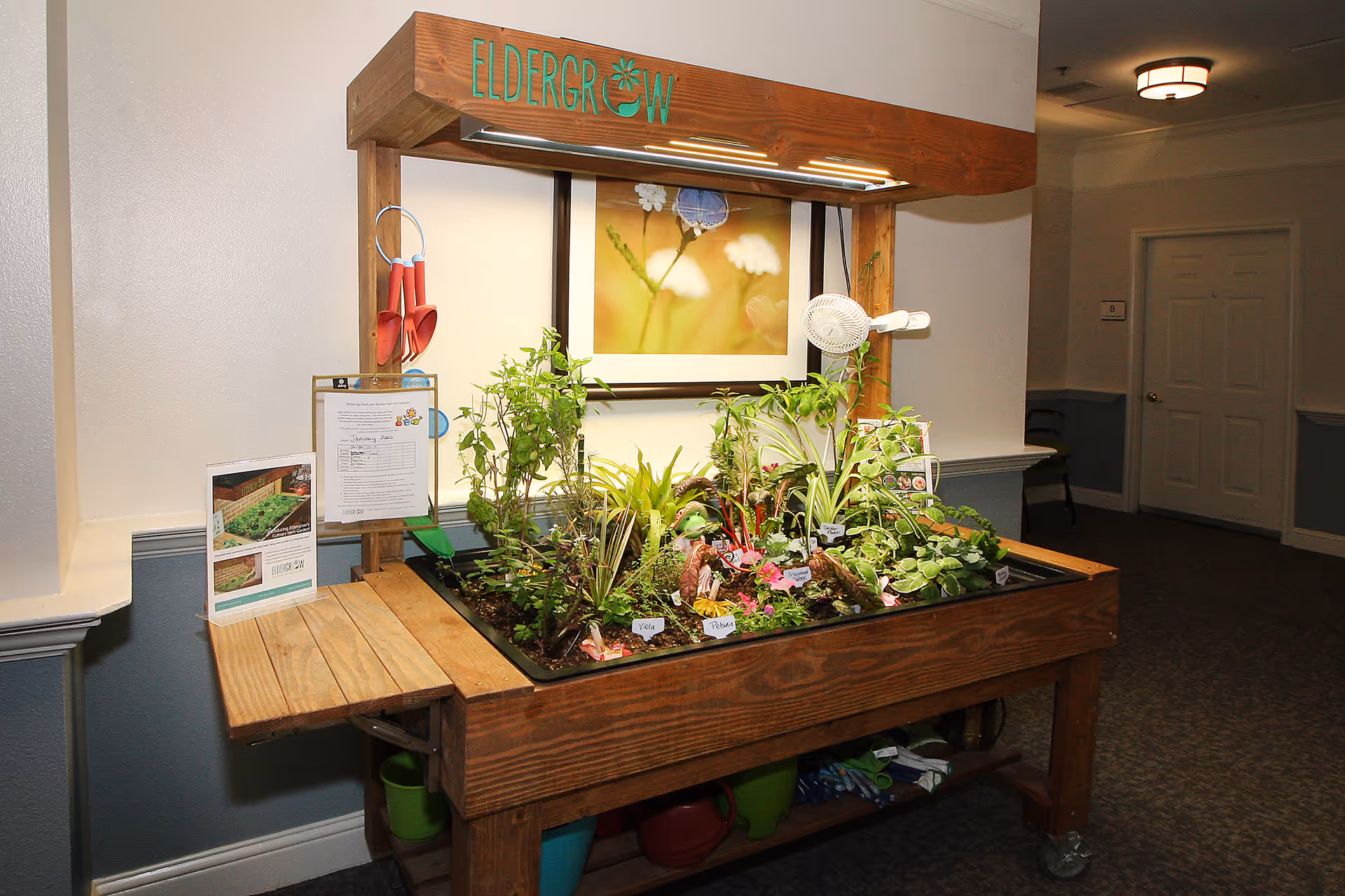 Indoor wooden gardening table labeled 'Eldergrow' with various plants growing under a light fixture, gardening tools hanging on the side, and informational signs attached. The setup is located in a hallway with a door and chair visible in the background.