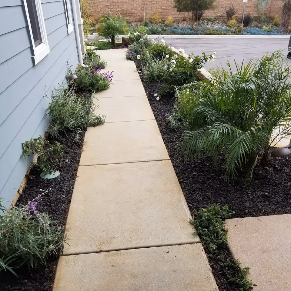 Concrete walkway beside a light-blue house bordered by mulch beds with small palms, shrubs, and flowering plants leading to a driveway.