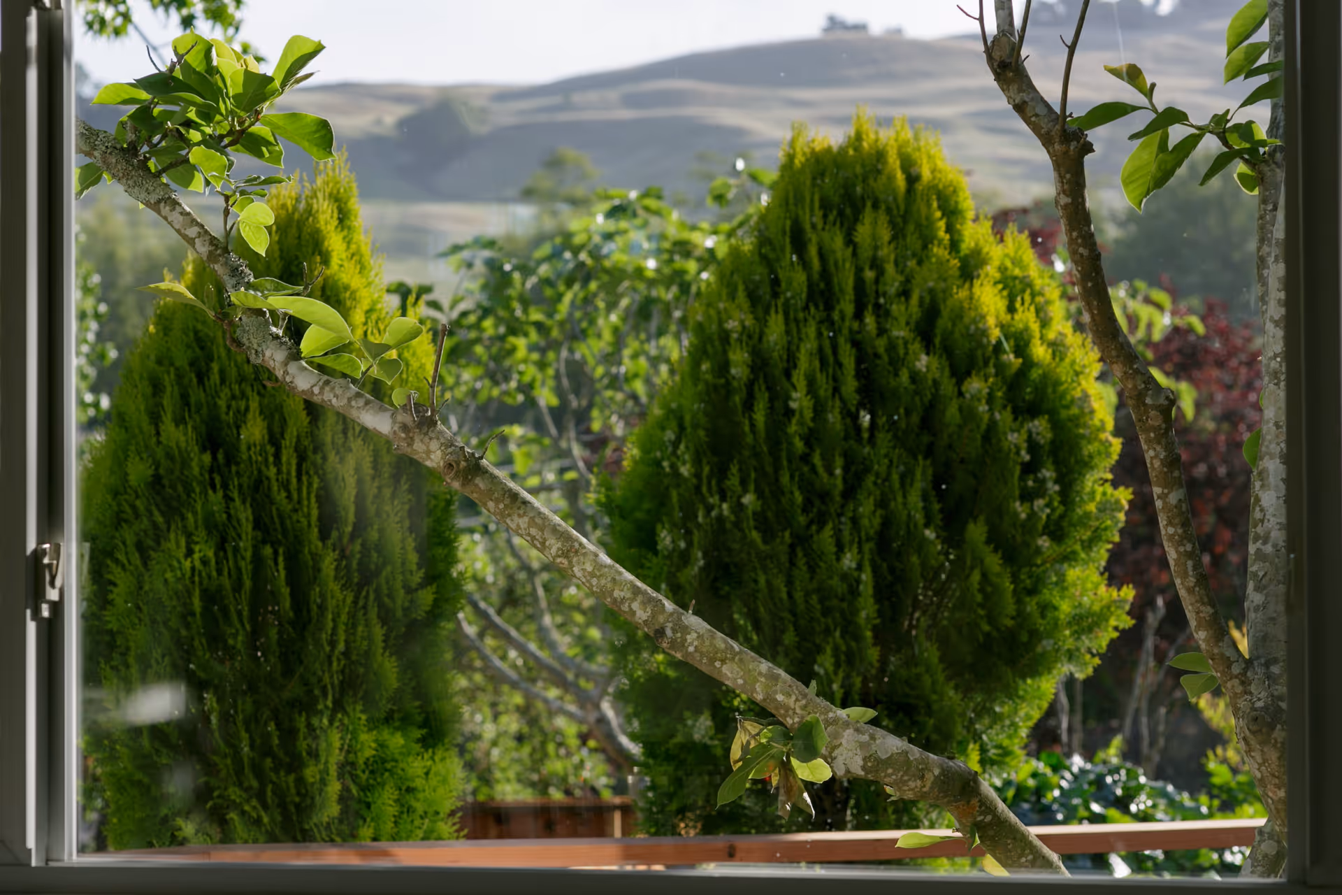 View through a window showing lush green trees and bushes with hills in the background under a clear sky.