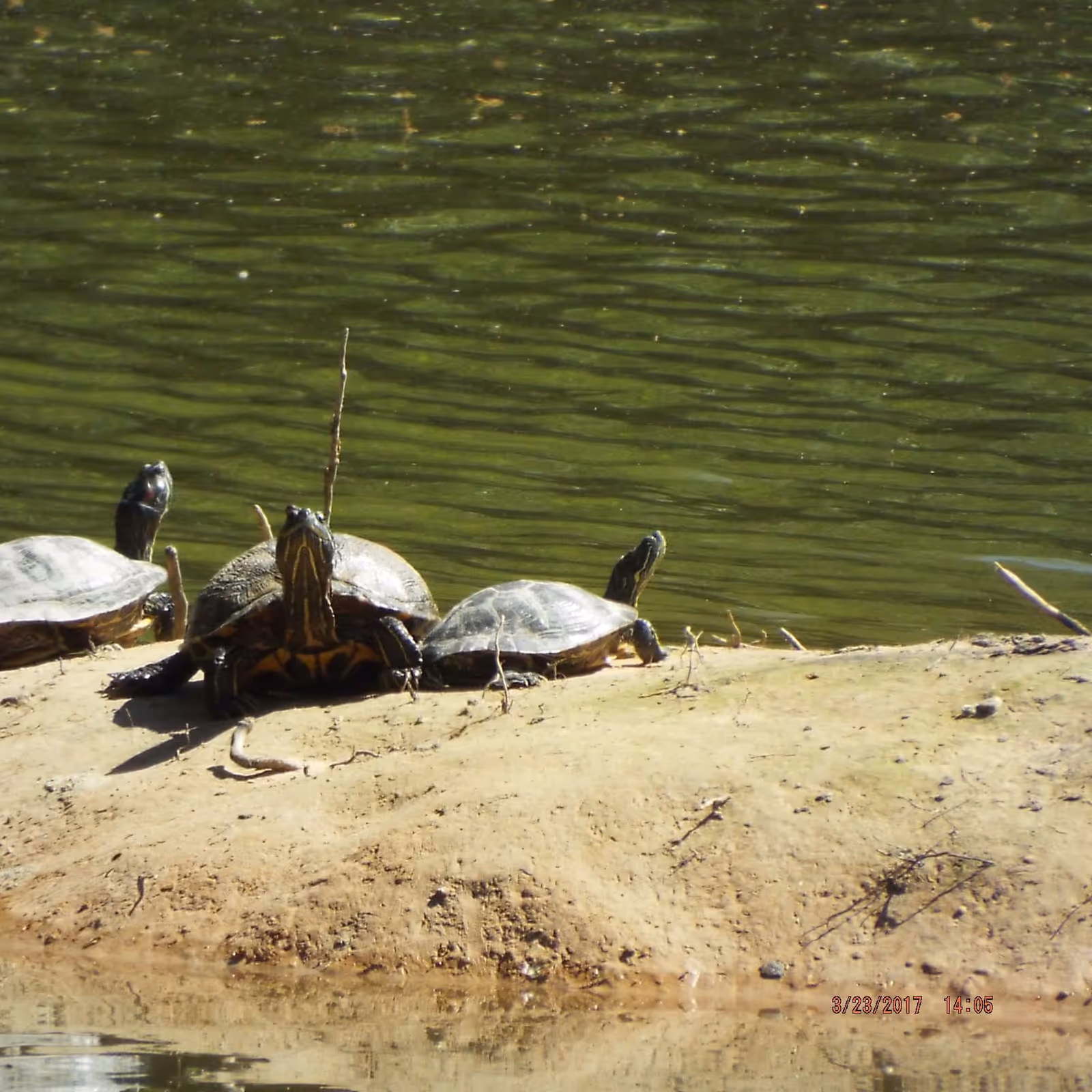 Three turtles basking on a small sandy patch by the edge of a greenish body of water, with ripples visible on the water surface.