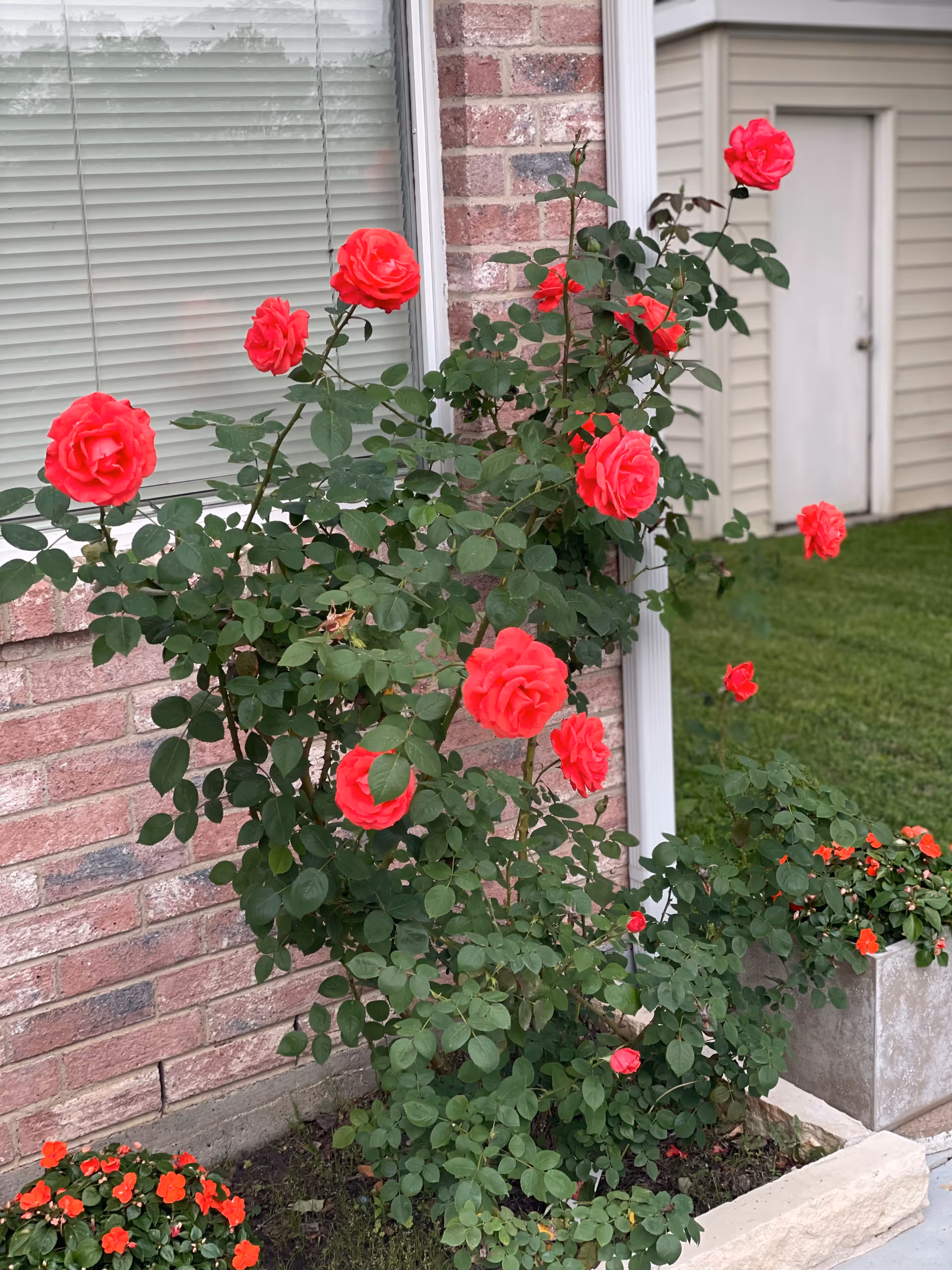 A vibrant rose bush with multiple bright red roses growing next to a brick wall with a window. There are also smaller red flowers planted in a rectangular stone planter nearby, with a grassy lawn and a beige building with a white door in the background.